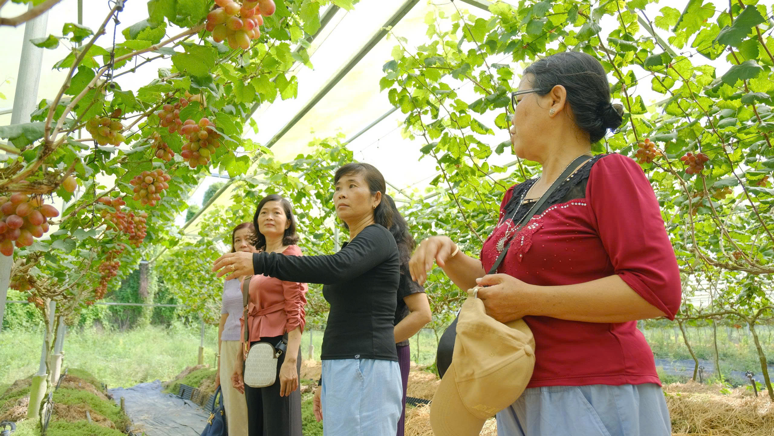 Ch&agrave;ng trai 'bắt' nho Ninh Thuận b&eacute;n rễ tr&ecirc;n đất ph&ugrave; sa để l&agrave;m du lịch - Ảnh 3.