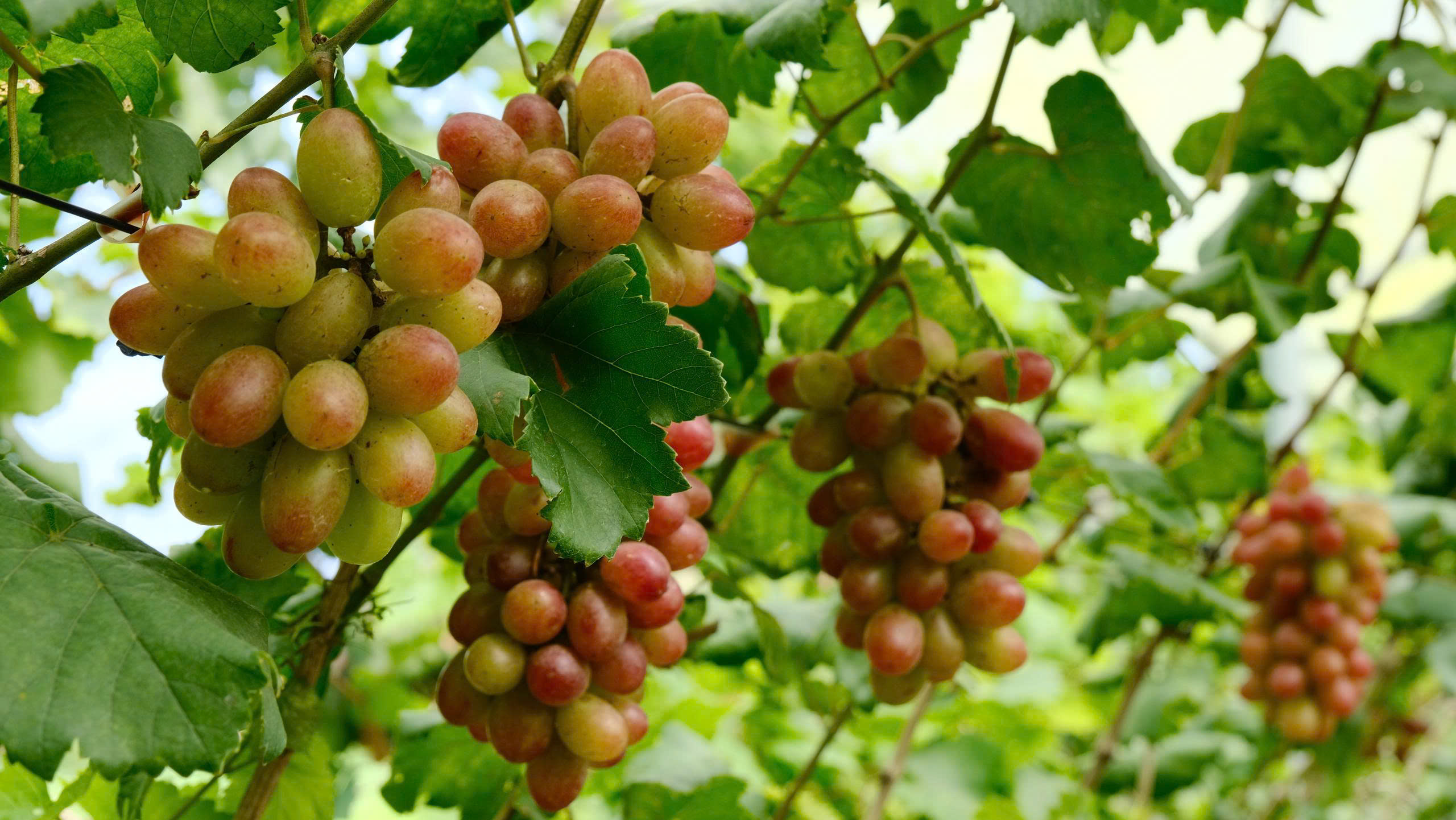 Ch&agrave;ng trai 'bắt' nho Ninh Thuận b&eacute;n rễ tr&ecirc;n đất ph&ugrave; sa để l&agrave;m du lịch - Ảnh 1.