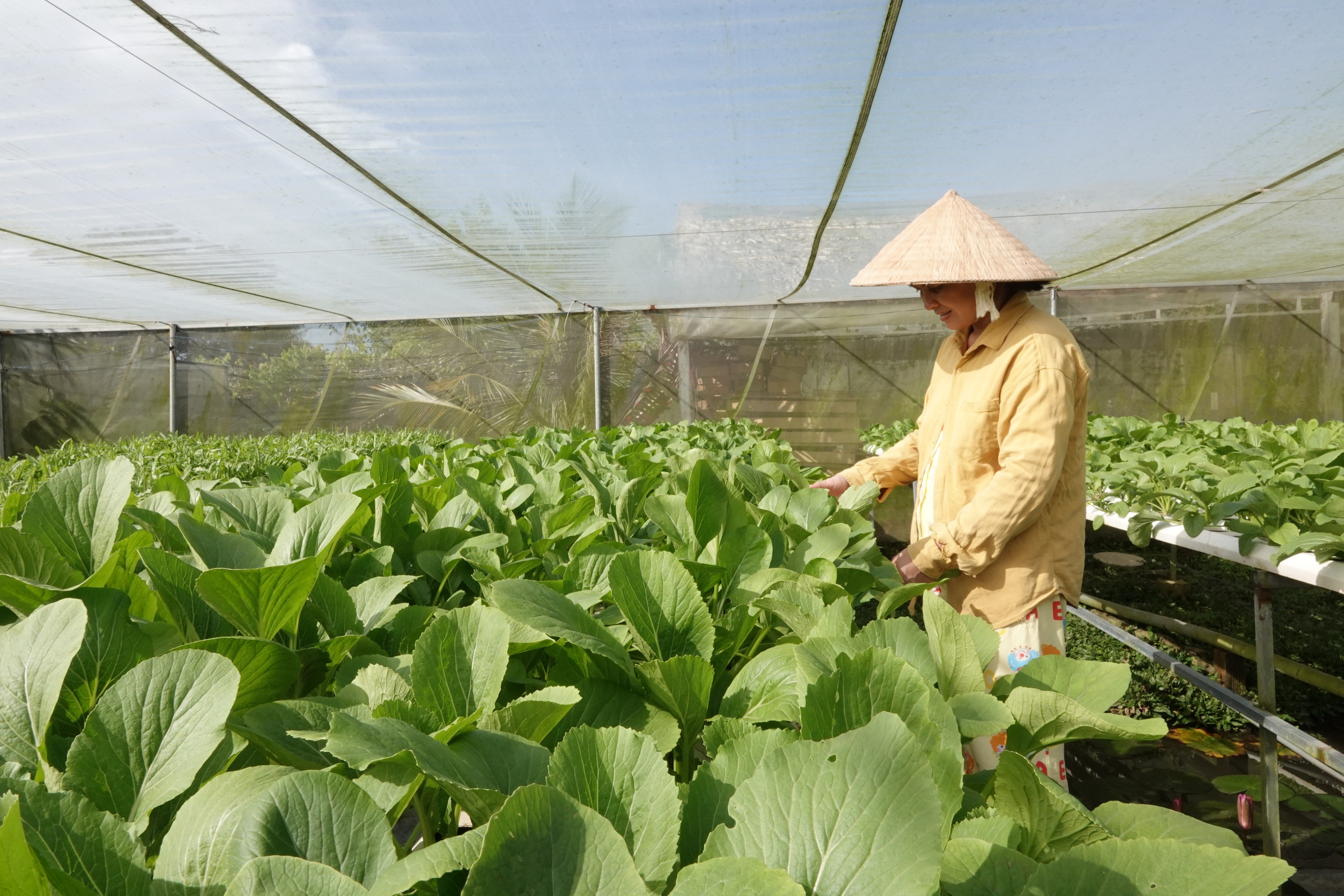 Cô gái xây dựng thương hiệu rau sạch từ công nghệ số - Ảnh 2.