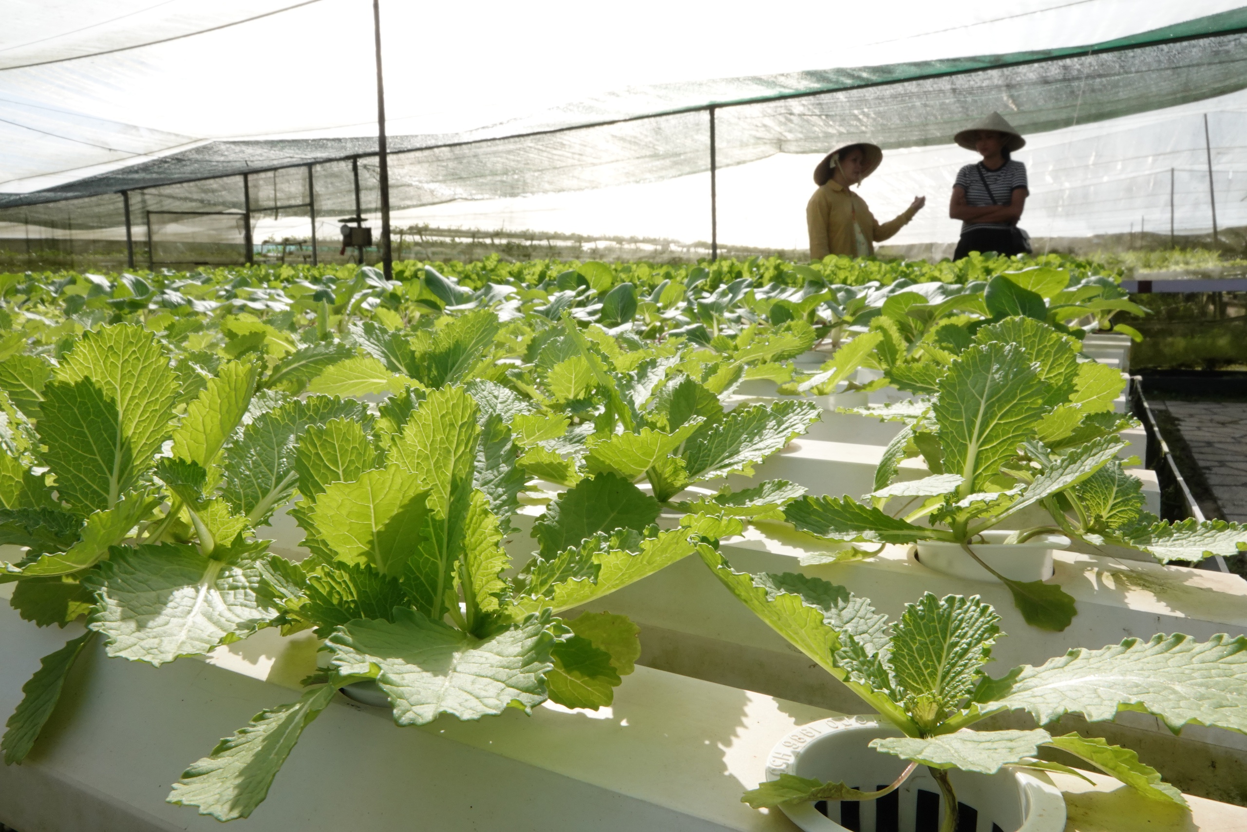 Cô gái xây dựng thương hiệu rau sạch từ công nghệ số - Ảnh 3.