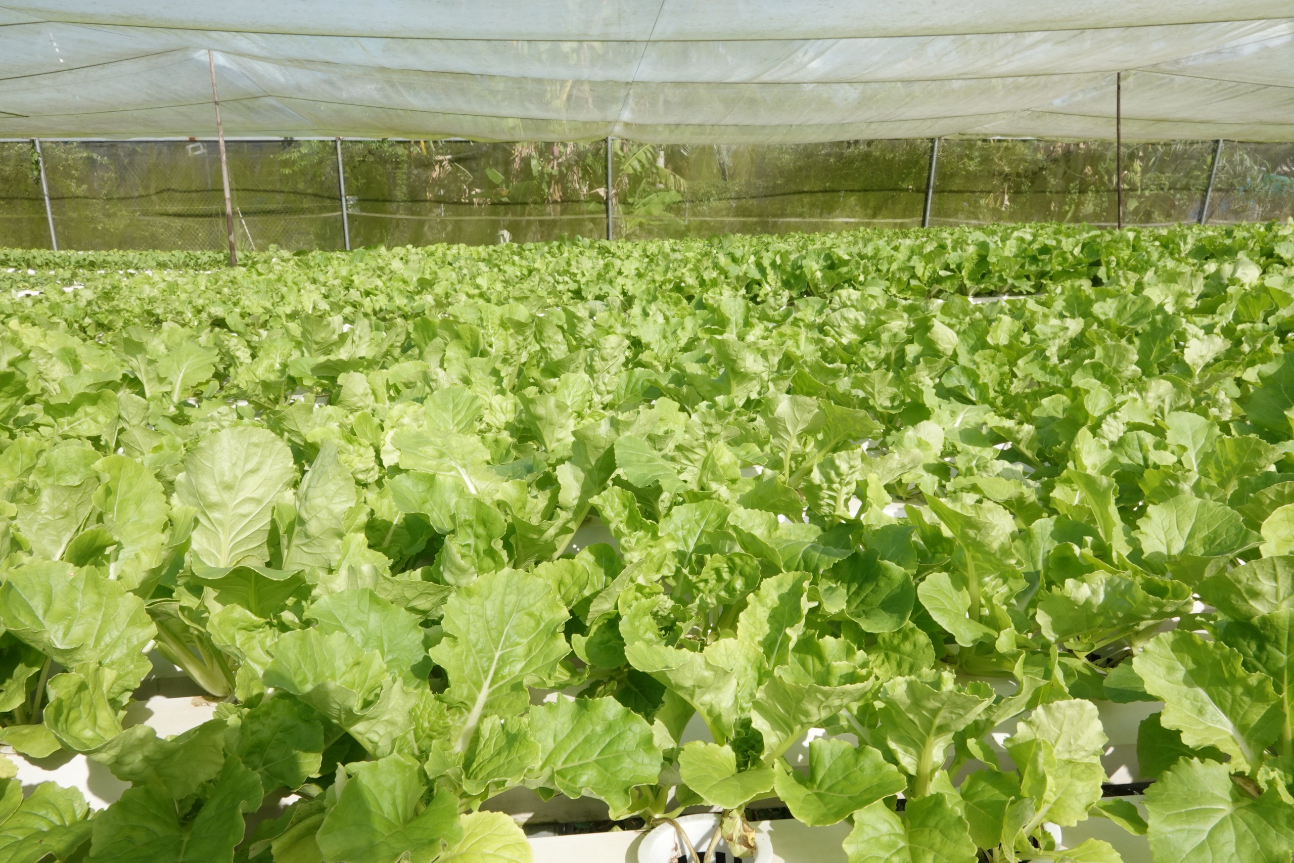 Cô gái xây dựng thương hiệu rau sạch từ công nghệ số - Ảnh 4.