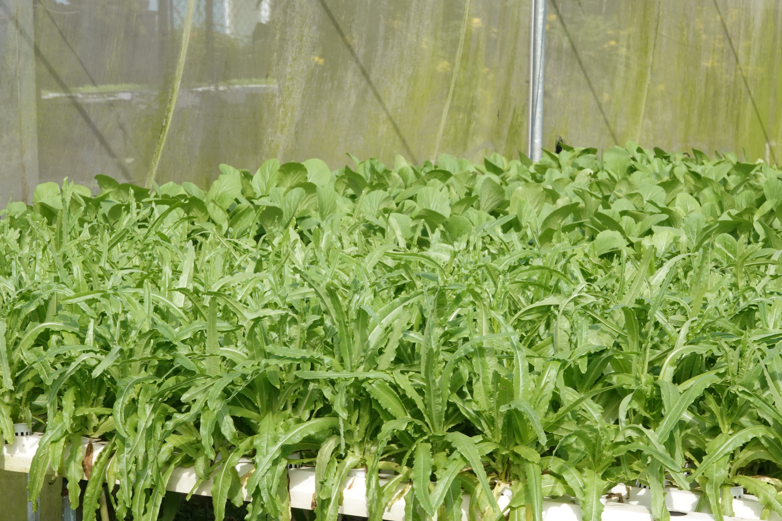 Cô gái xây dựng thương hiệu rau sạch từ công nghệ số - Ảnh 5.