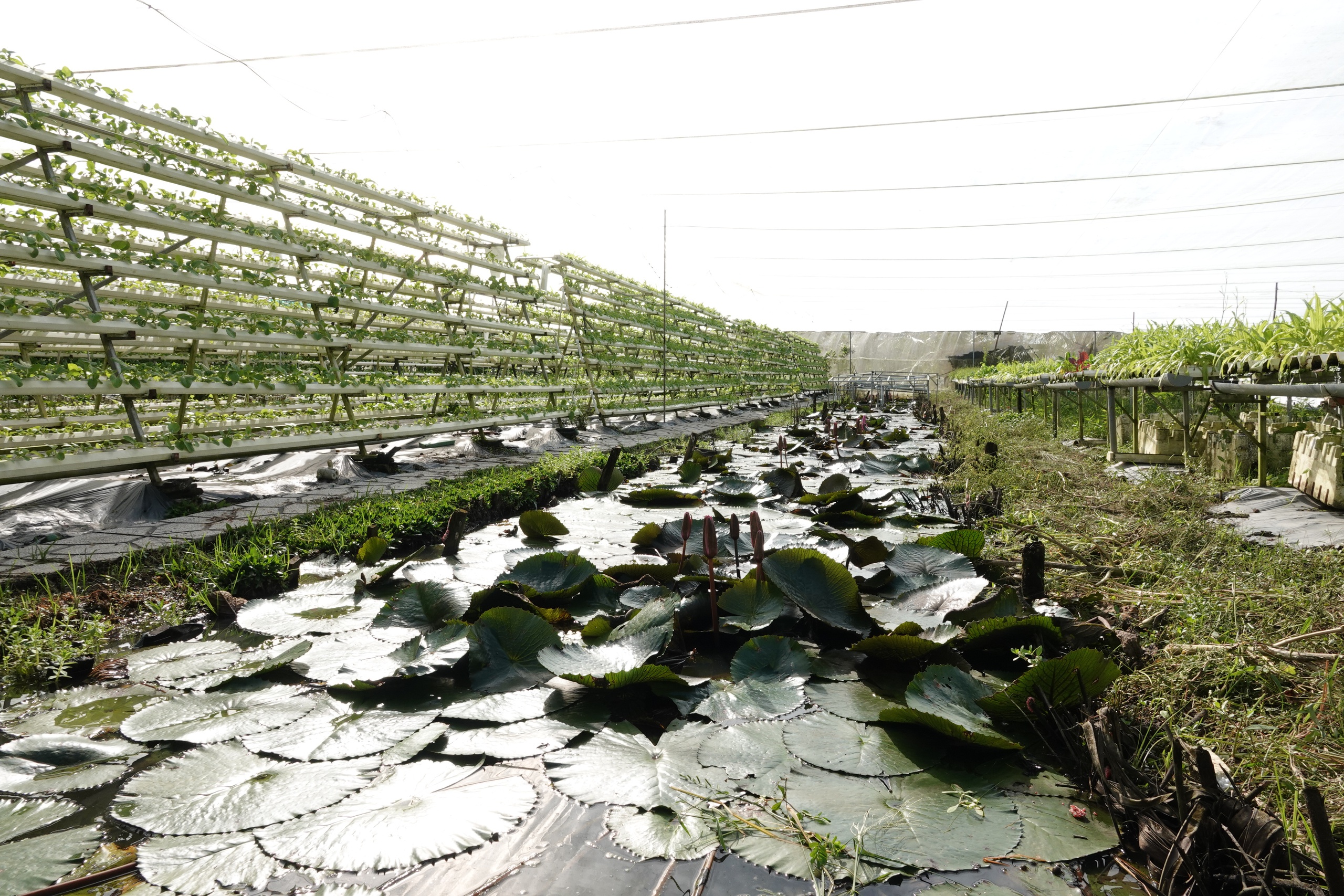 Cô gái xây dựng thương hiệu rau sạch từ công nghệ số - Ảnh 6.