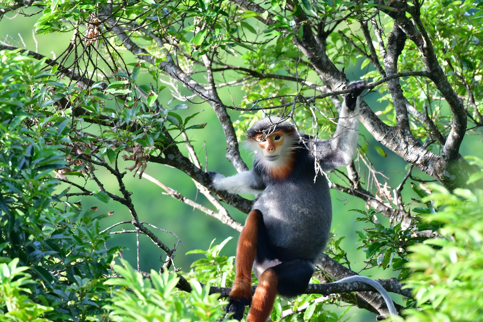 Nhiếp ảnh gia dùng kiềm giải cứu voọc chà vá chân nâu quý hiếm trong Sách đỏ - Ảnh 10.