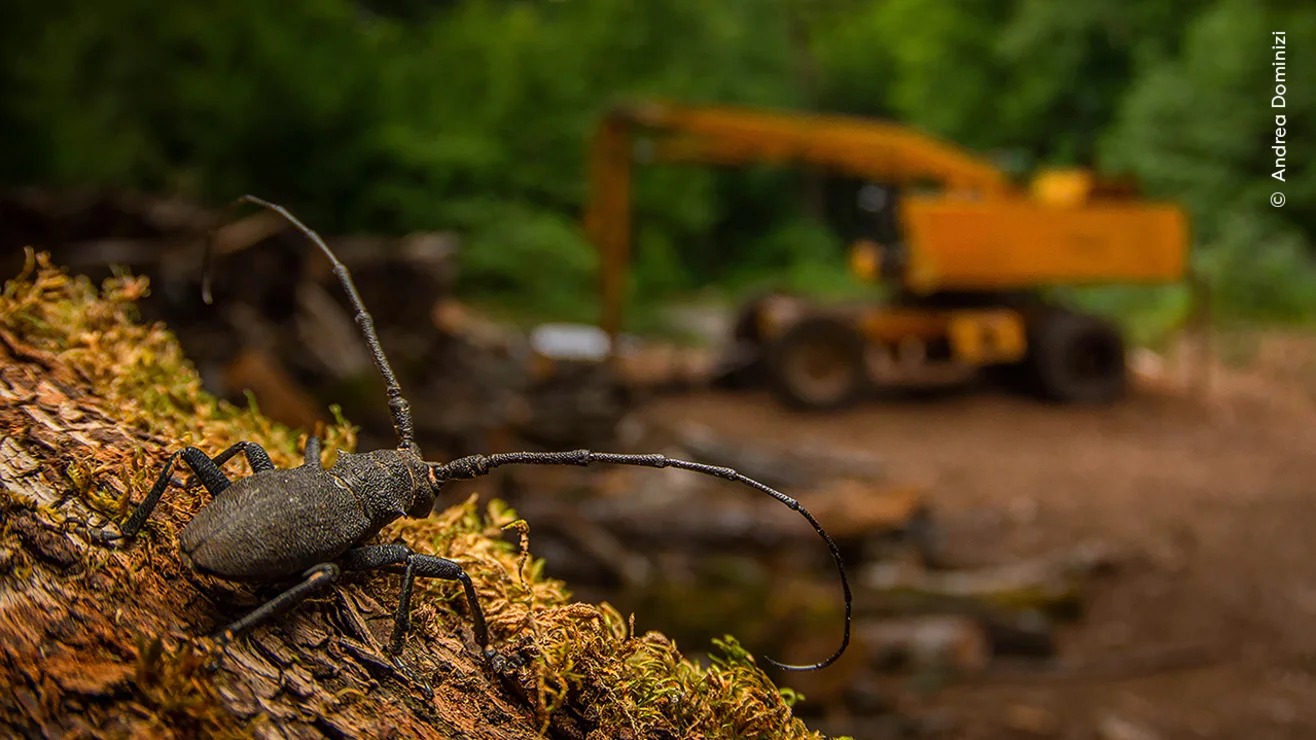 See these fascinating and spooky photos of wild animals - Photo 5. Ngắm những bức ảnh vừa mê hoặc vừa ma quái về động vật hoang dã- Ảnh 5.