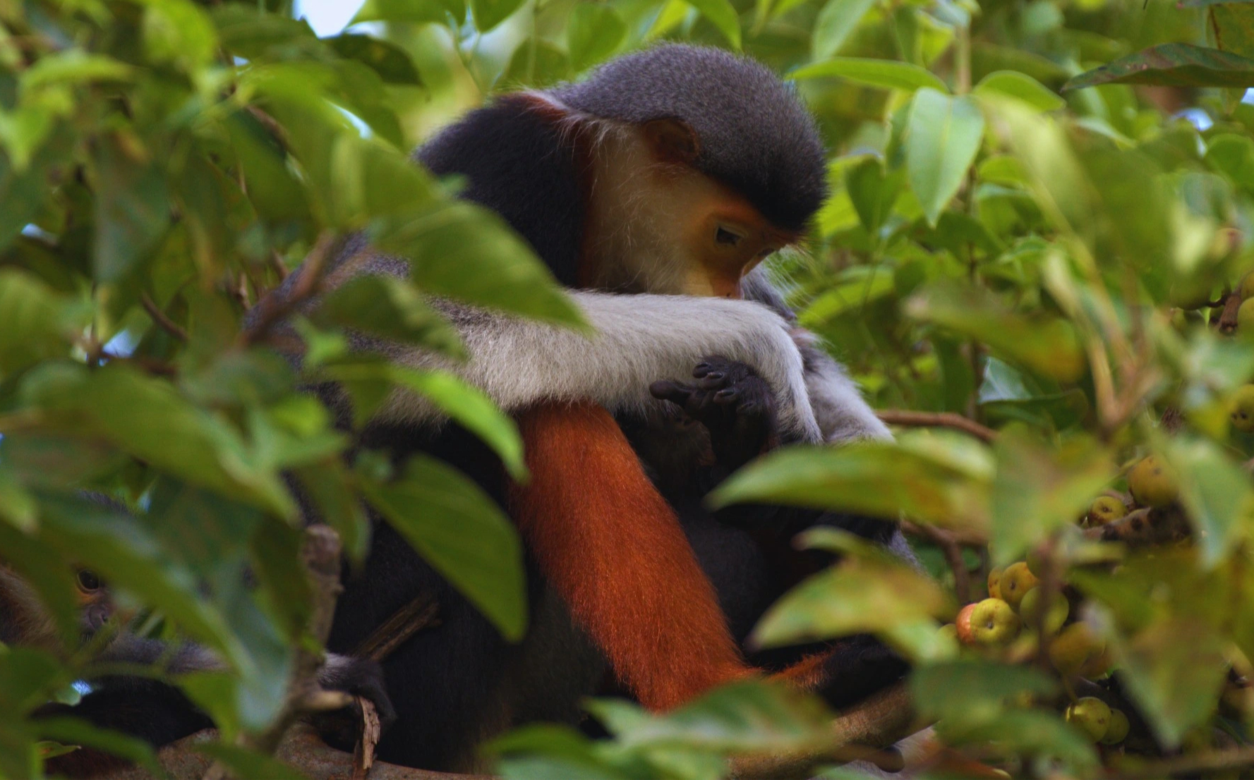 Nhiếp ảnh gia dùng kiềm giải cứu voọc chà vá chân nâu quý hiếm trong Sách đỏ - Ảnh 12.