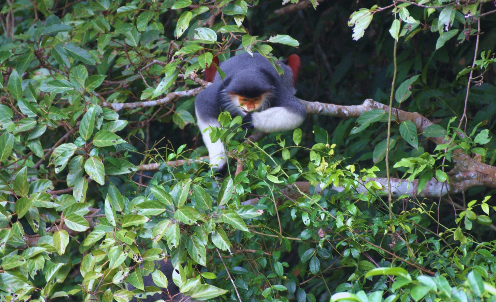 Nhiếp ảnh gia dùng kiềm giải cứu voọc chà vá chân nâu quý hiếm trong Sách đỏ - Ảnh 13.