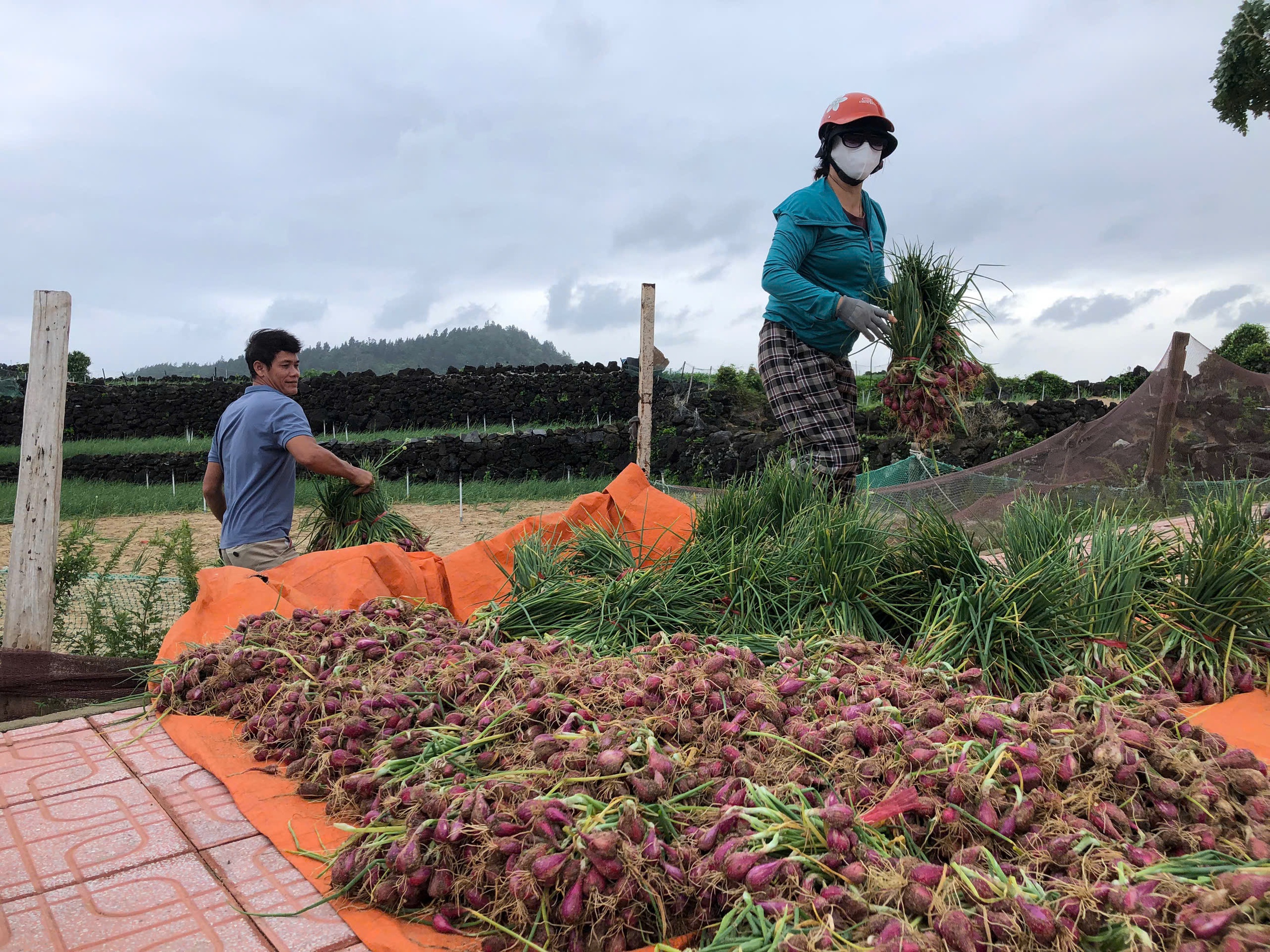 Nông dân Lý Sơn khẩn trương thu hoạch hành trước bão số 12 đổ bộsố - Ảnh 3. Nông dân Lý Sơn khẩn trương thu hoạch hành trước bão số 12 đổ bộsố - Ảnh 3.