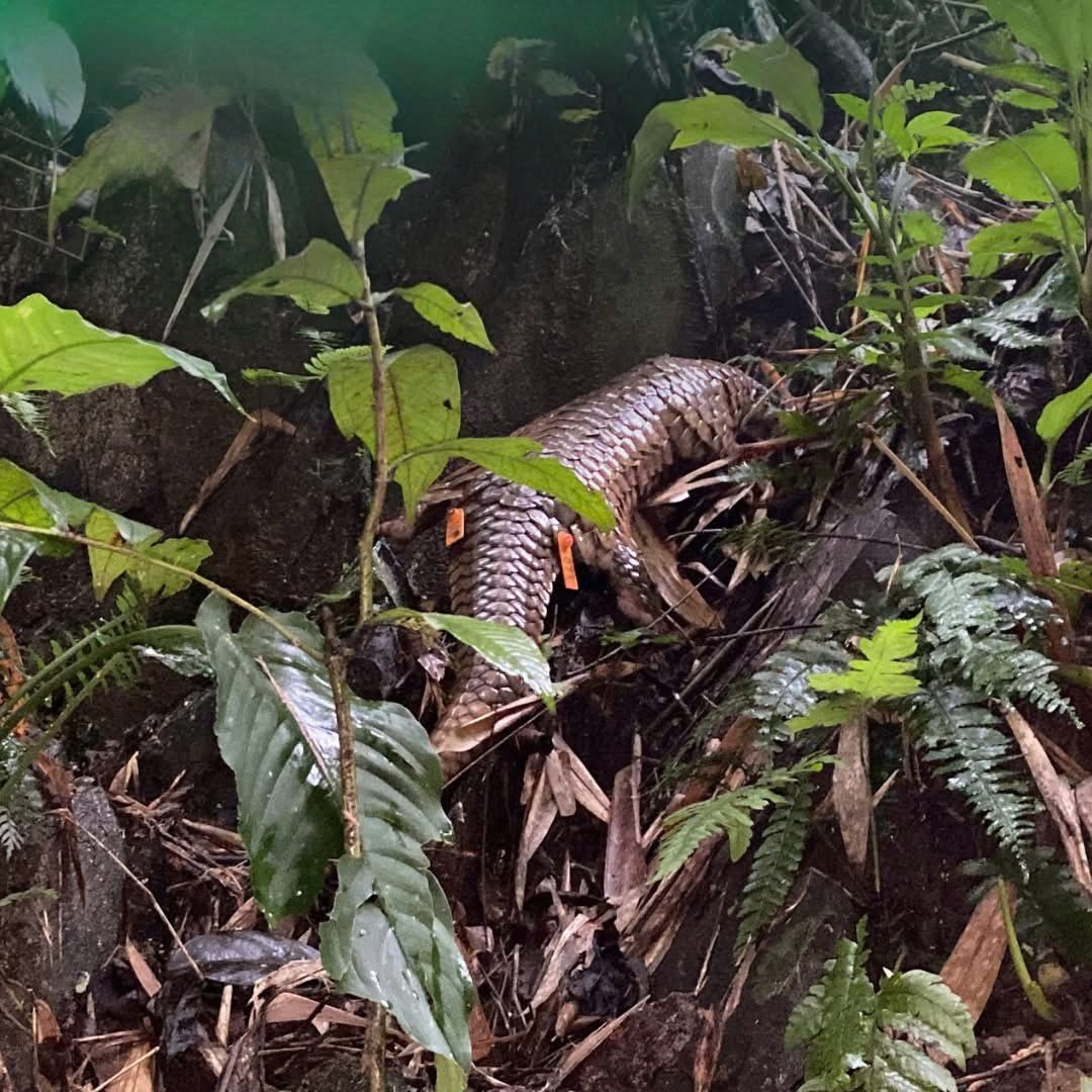 T&ecirc; t&ecirc; cực kỳ nguy cấp trong S&aacute;ch đỏ IUCN: V&igrave; sao bị bu&ocirc;n b&aacute;n tr&aacute;i ph&eacute;p?  - Ảnh 6.