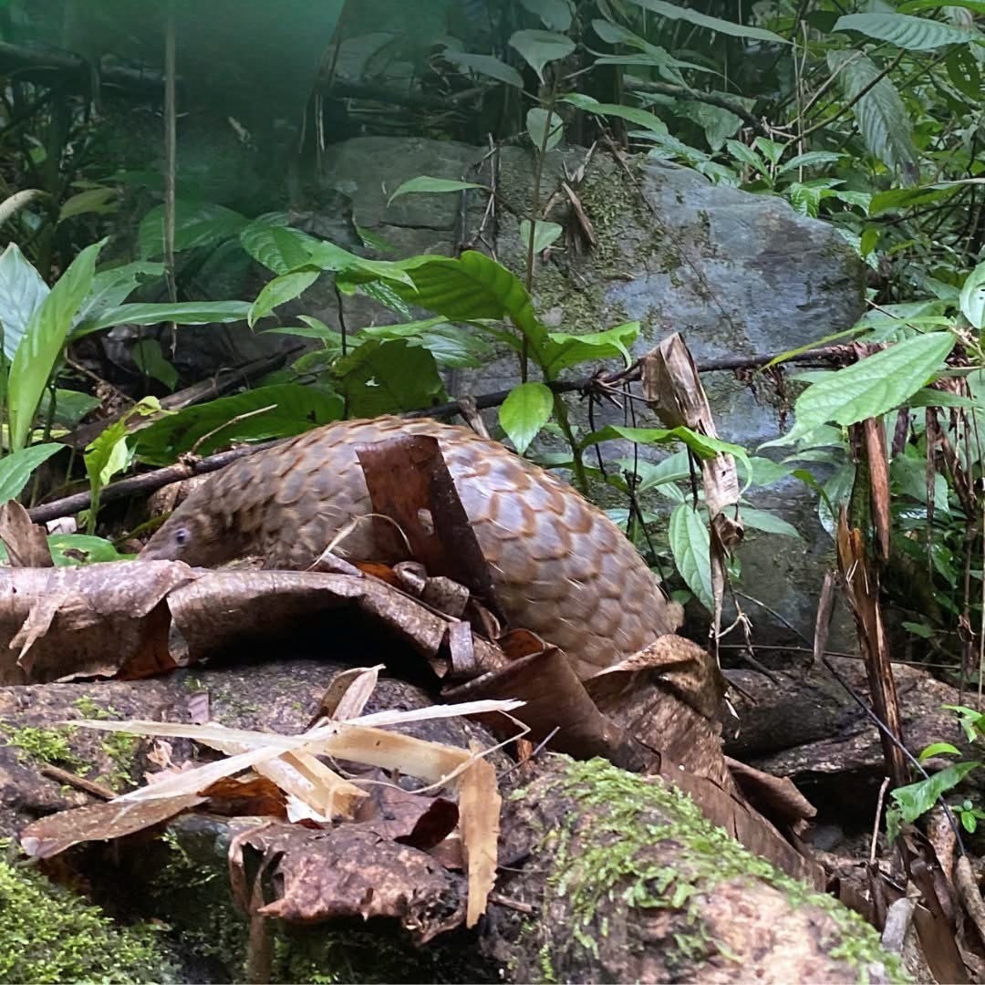 T&ecirc; t&ecirc; cực kỳ nguy cấp trong S&aacute;ch đỏ IUCN: V&igrave; sao bị bu&ocirc;n b&aacute;n tr&aacute;i ph&eacute;p?  - Ảnh 7.