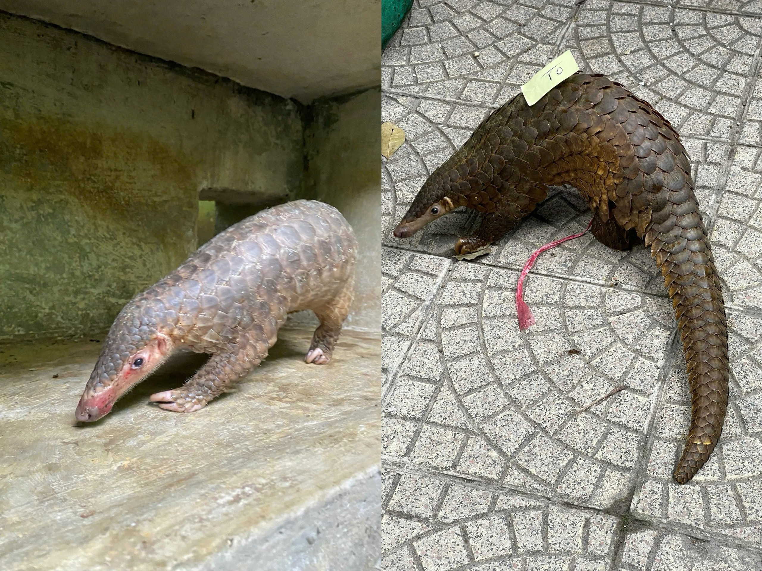 T&ecirc; t&ecirc; cực kỳ nguy cấp trong S&aacute;ch đỏ IUCN: V&igrave; sao bị bu&ocirc;n b&aacute;n tr&aacute;i ph&eacute;p?  - Ảnh 4.