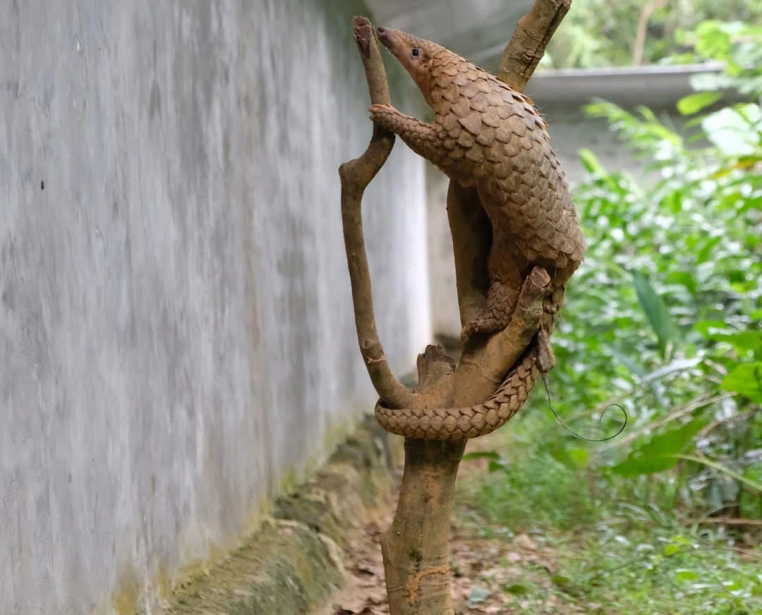 T&ecirc; t&ecirc; cực kỳ nguy cấp trong S&aacute;ch đỏ IUCN: V&igrave; sao bị bu&ocirc;n b&aacute;n tr&aacute;i ph&eacute;p?  - Ảnh 3.