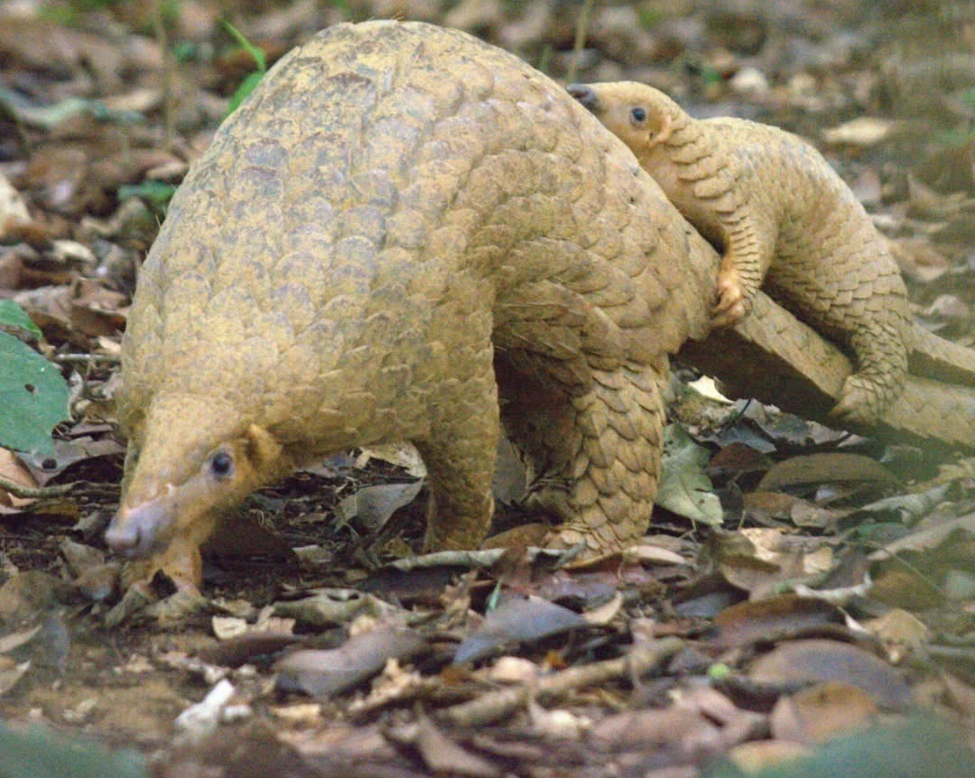 T&ecirc; t&ecirc; cực kỳ nguy cấp trong S&aacute;ch đỏ IUCN: V&igrave; sao bị bu&ocirc;n b&aacute;n tr&aacute;i ph&eacute;p?  - Ảnh 2.