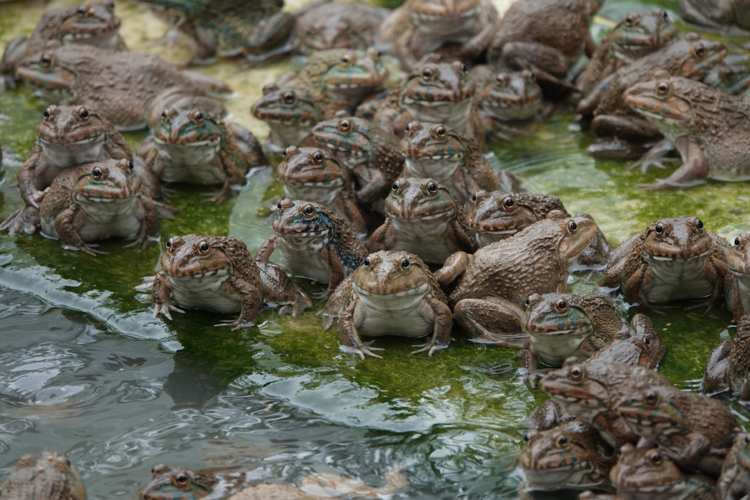 Anh n&ocirc;ng d&acirc;n nu&ocirc;i th&agrave;nh c&ocirc;ng loại c&aacute; dầy đang đang dần biến mất ở miền T&acirc;y  - Ảnh 2.