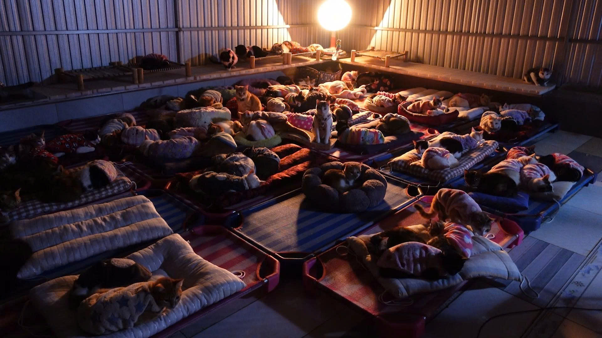 - Ảnh 3. - Ảnh 3.