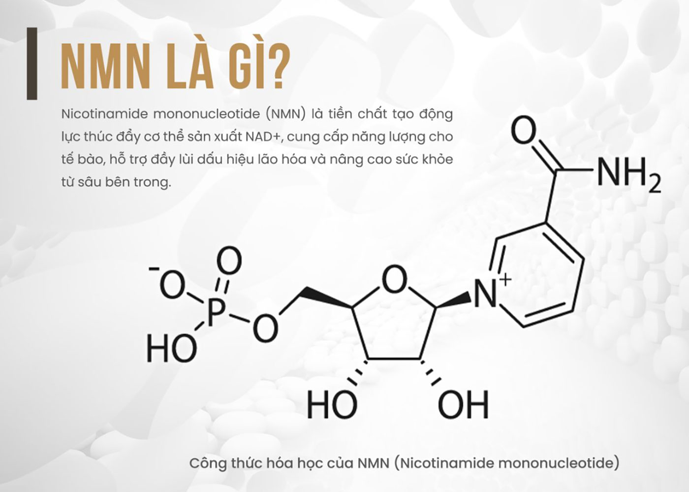 NMN là gì? Có phải là hoạt chất 'làm chậm quá trình lão hóa'?
- Ảnh 3. 
NMN là gì? Có phải là hoạt chất 'làm chậm quá trình lão hóa'?
- Ảnh 3.