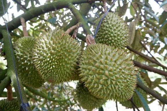 Xuất khẩu sầu riêng lại gặp khó- Ảnh 1. Xuất khẩu sầu riêng lại gặp khó- Ảnh 1.