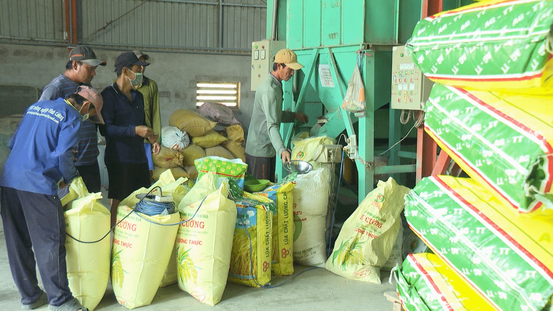 Bỏ sản xuất lúa nhỏ lẻ, nông dân miền Tây 'đổi đời' trên cánh đồng mẫu lớn- Ảnh 2. Bỏ sản xuất lúa nhỏ lẻ, nông dân miền Tây 'đổi đời' trên cánh đồng mẫu lớn- Ảnh 2.