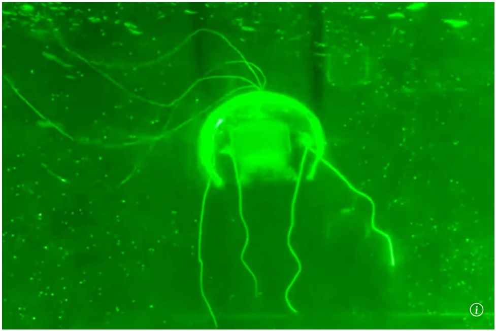 Trung Quốc chế tạo robot 'ma' thực hiện nhiệm vụ giám sát bí mật dưới nước- Ảnh 1.