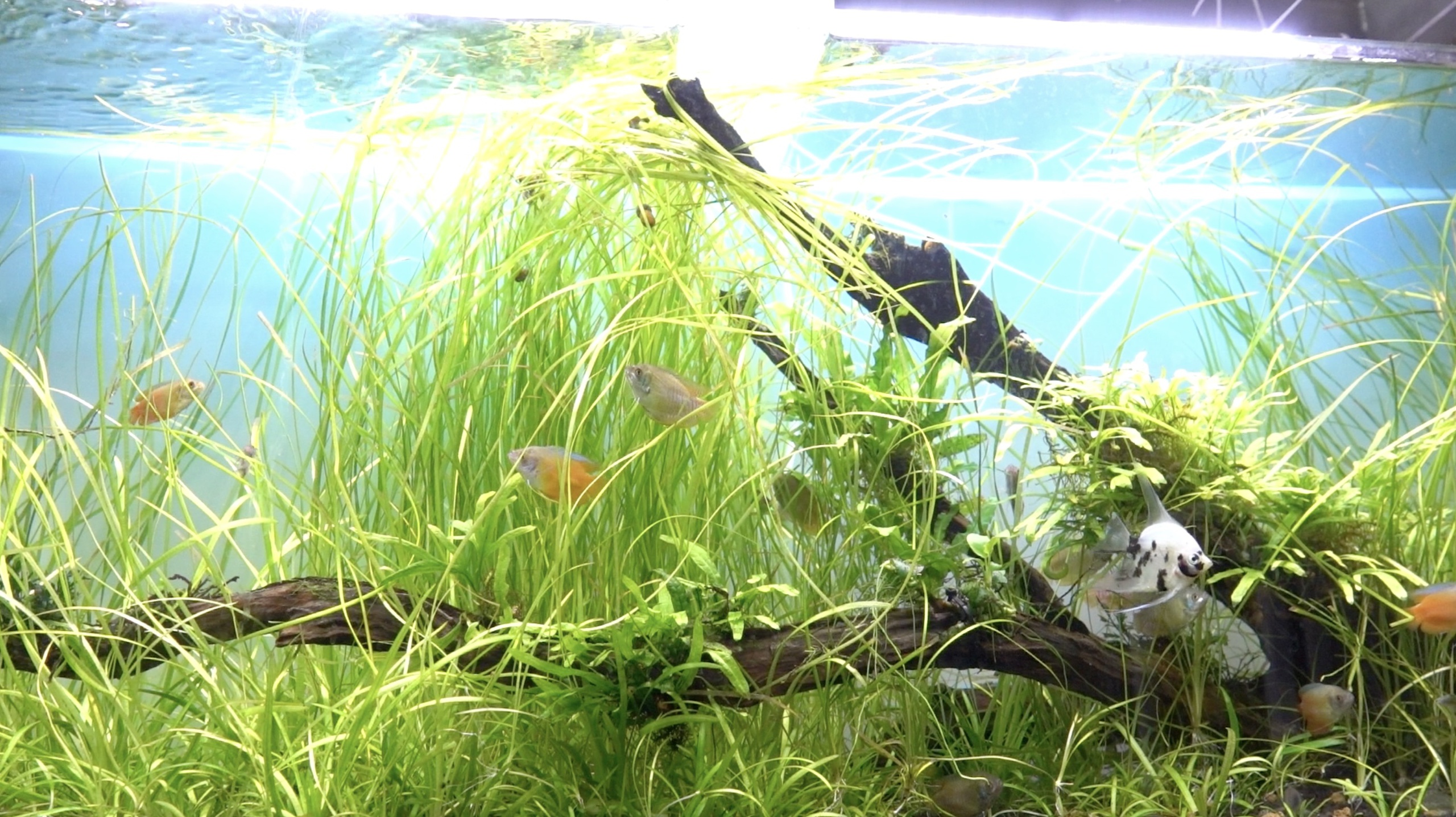 ‘Liều mình’ bỏ nghề cũ, chàng trai có t…