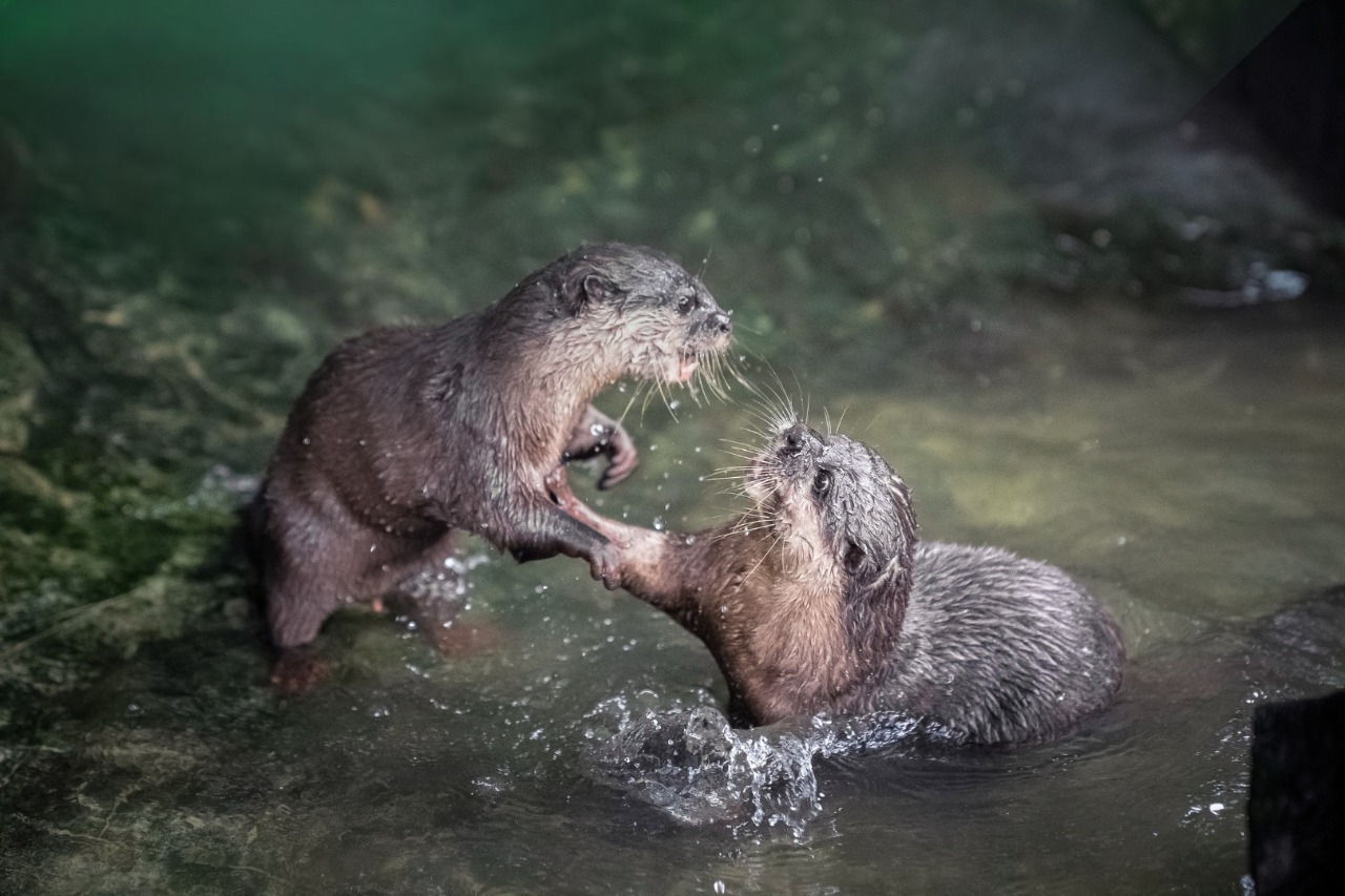 Rái cá dễ bị tổn thương trong Sách đỏ: Nhận nuôi biểu tượng bằng cách nào? - Ảnh 1.