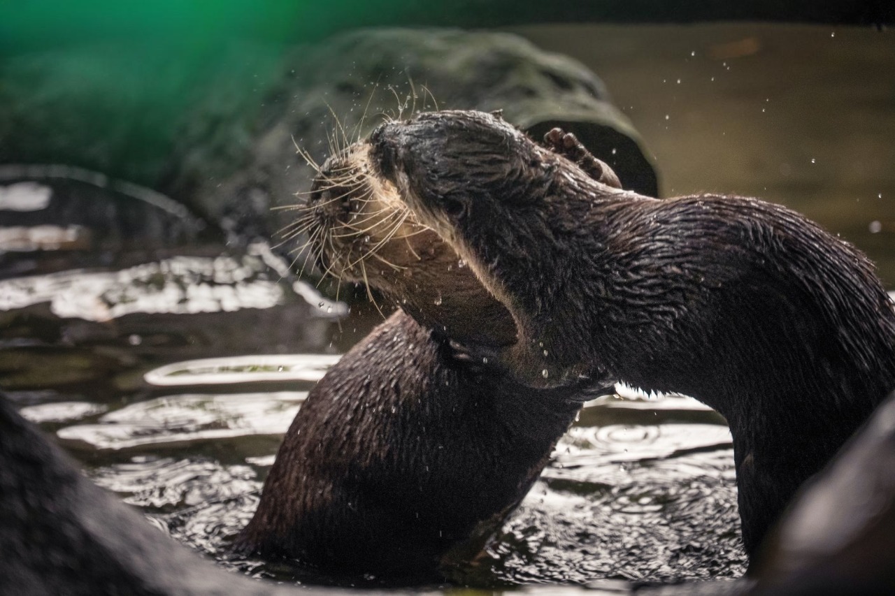 Rái cá dễ bị tổn thương trong Sách đỏ: Nhận nuôi biểu tượng bằng cách nào? - Ảnh 4.