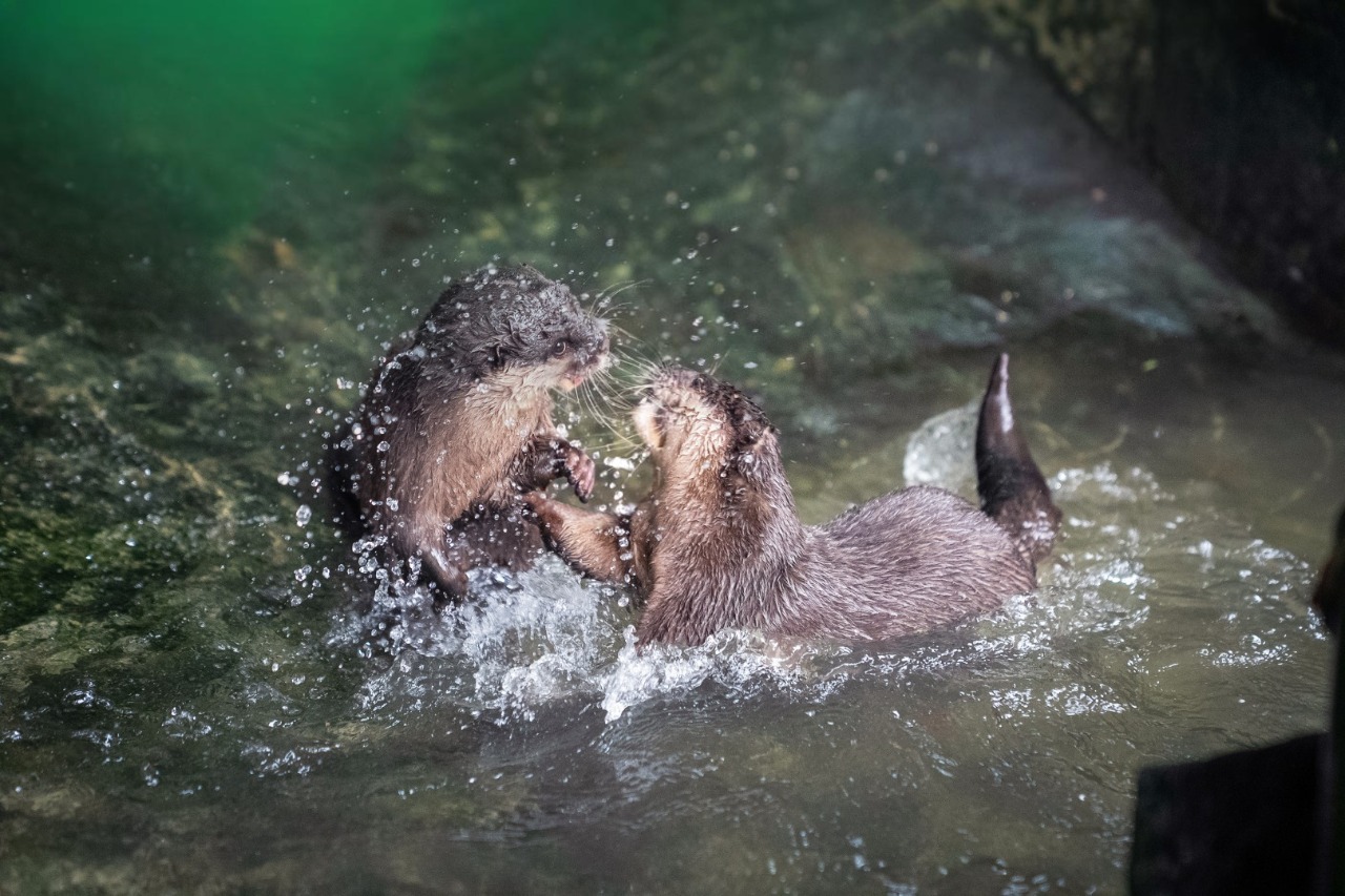 Rái cá dễ bị tổn thương trong Sách đỏ: Nhận nuôi biểu tượng bằng cách nào? - Ảnh 3.