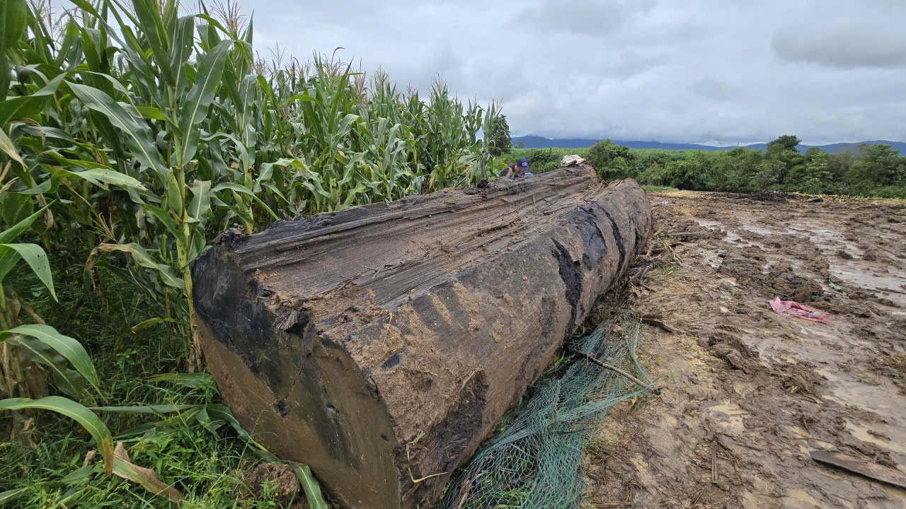 Chậm trễ xử lý vụ khai thác gỗ lạ tại bờ sông Ayun ở Phú Thiện - Ảnh 2. Chậm trễ xử lý vụ khai thác gỗ lạ tại bờ sông Ayun ở Phú Thiện - Ảnh 2.