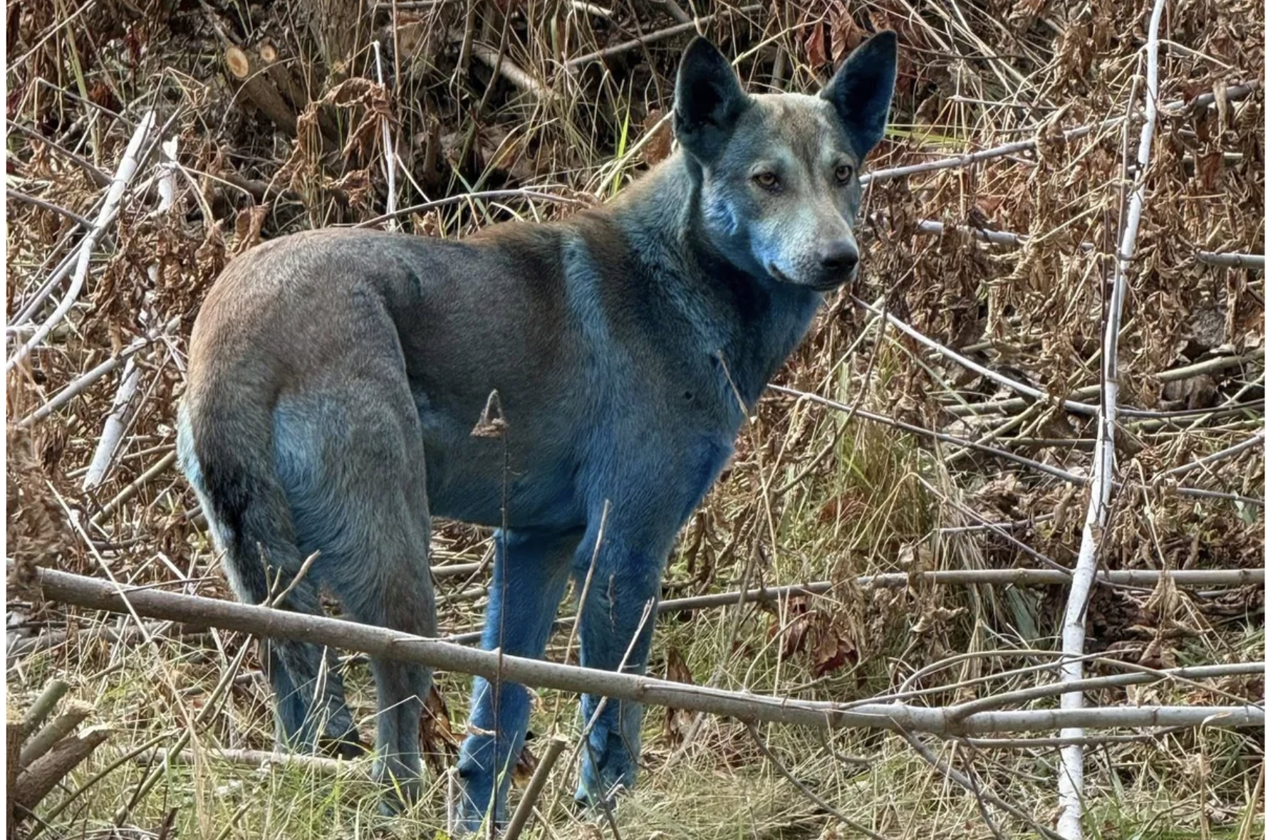 Chó lông xanh xuất hiện gần khu thảm họa hạt nhân Chernobyl  - Ảnh 1.