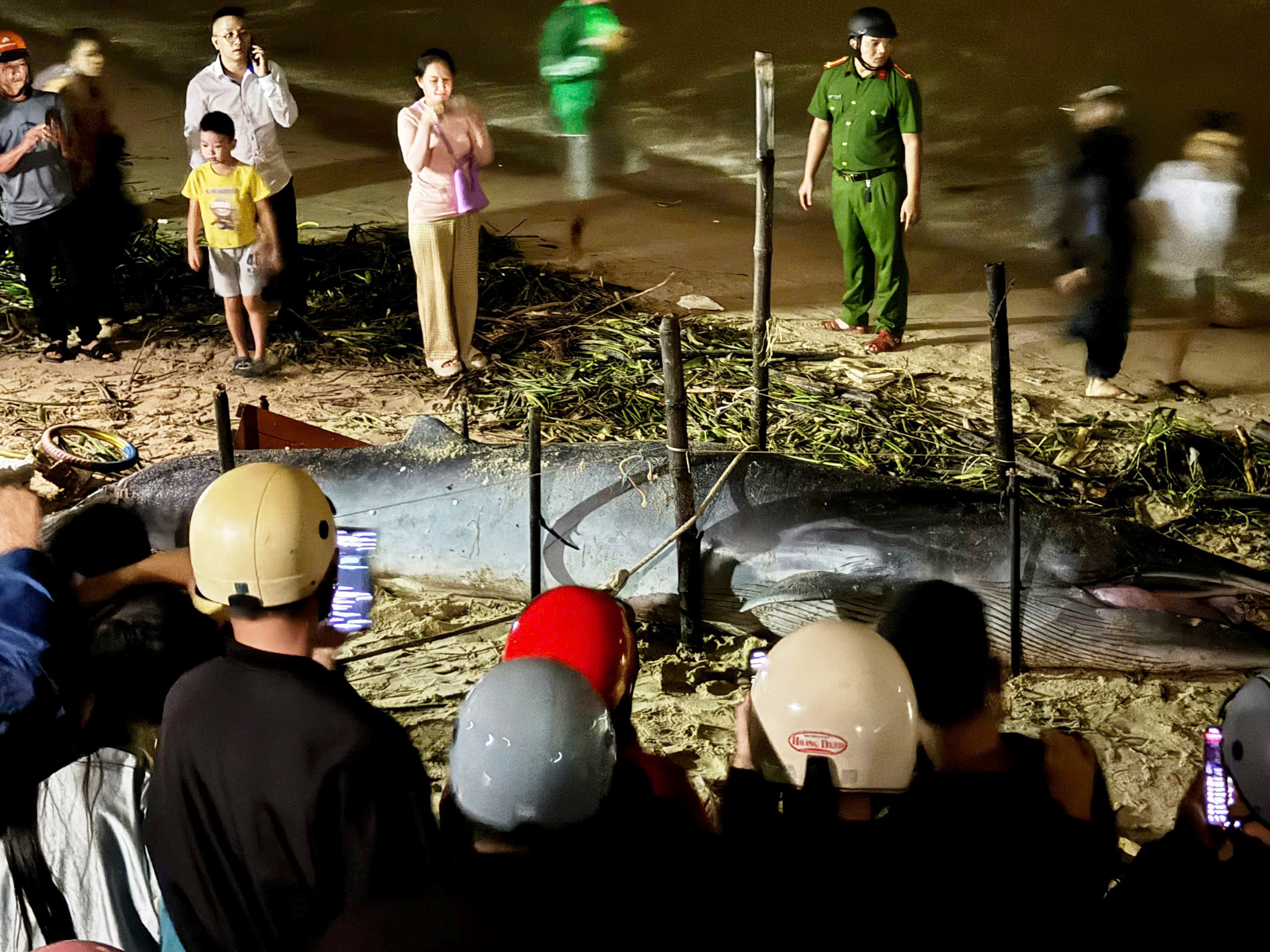 Xác cá voi dài 4 m trôi dạt vào bờ biển Đà Nẵng - Ảnh 1. Xác cá voi dài 4 m trôi dạt vào bờ biển Đà Nẵng - Ảnh 1.