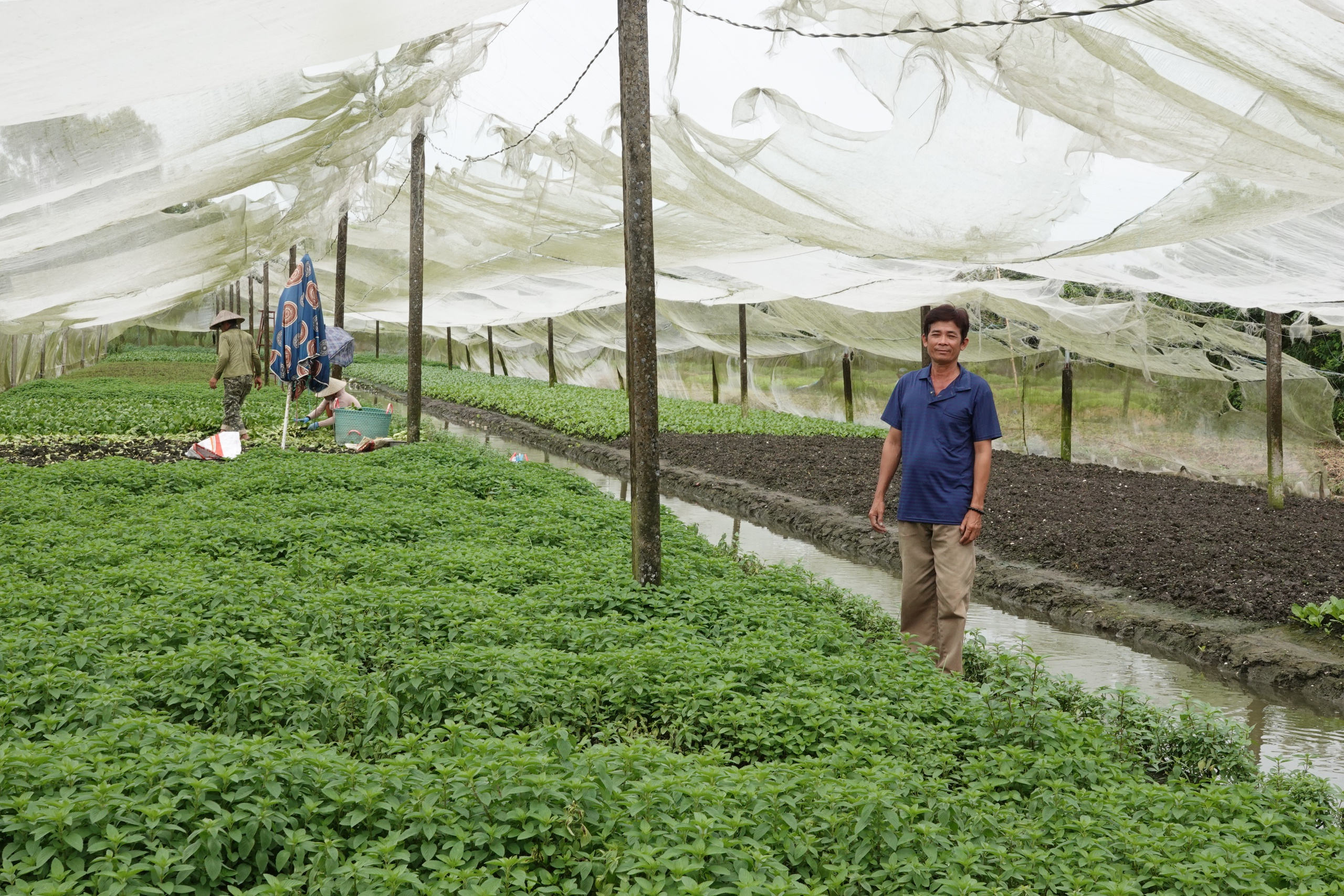 Trồng rau trong nhà lưới, nông dân miền Tây thu nhập hơn 20 triệu đồng/tháng- Ảnh 1. Trồng rau trong nhà lưới, nông dân miền Tây thu nhập hơn 20 triệu đồng/tháng- Ảnh 1.