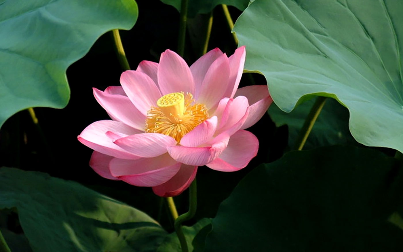 Bật mí thành phần ‘dịu nhẹ, lành tính’ mà chăm sóc da mụn hiệu quả trong Trioderma- Ảnh 7. Bật mí thành phần ‘dịu nhẹ, lành tính’ mà chăm sóc da mụn hiệu quả trong Trioderma- Ảnh 7.