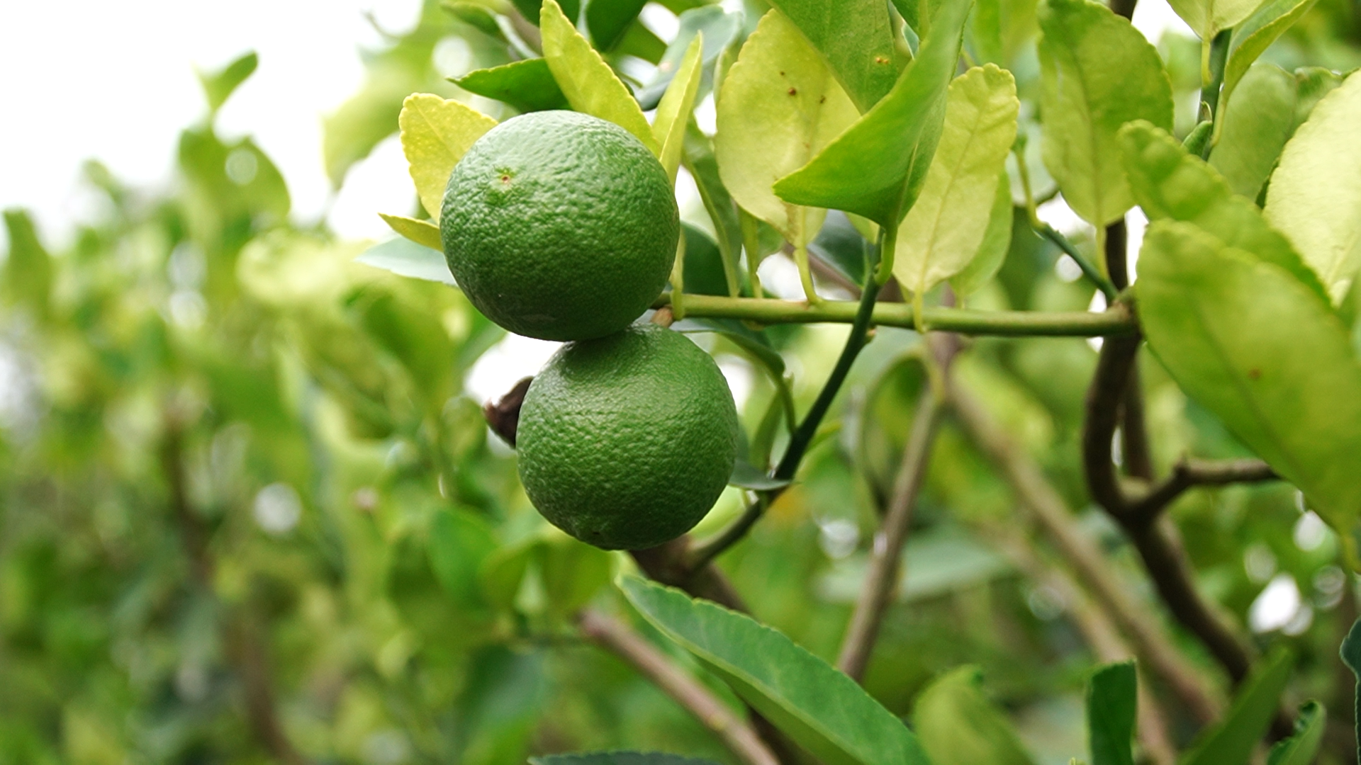 Cùng sống xanh số 131: Xuất khẩu 20 tấn chanh/tuần sang Hà Lan nhờ cách làm này- Ảnh 2. Cùng sống xanh số 131: Xuất khẩu 20 tấn chanh/tuần sang Hà Lan nhờ cách làm này- Ảnh 2.