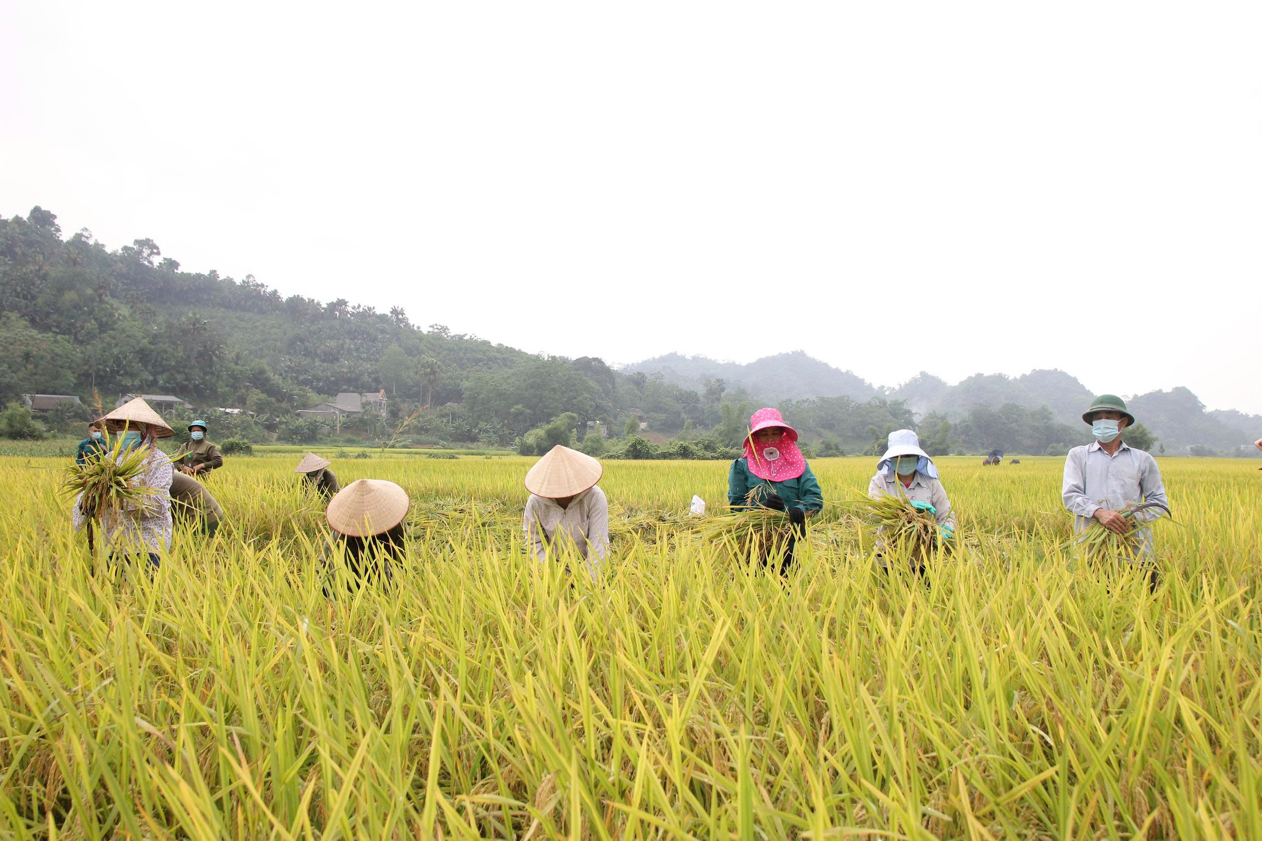 Trắng đêm thu hoạch lúa chạy bão số 11 - Ảnh 11.