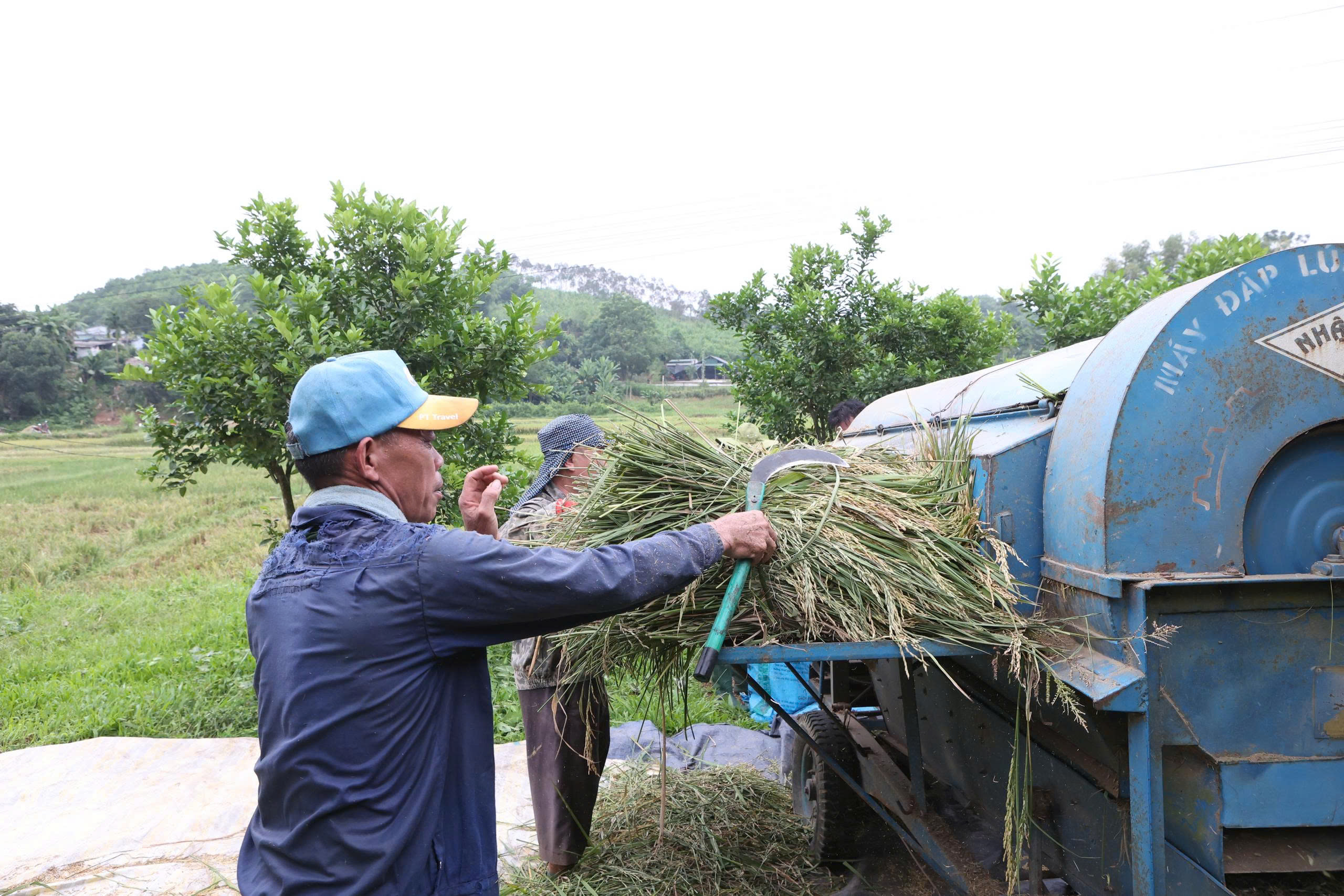 Trắng đêm thu hoạch lúa chạy bão số 11 - Ảnh 5.