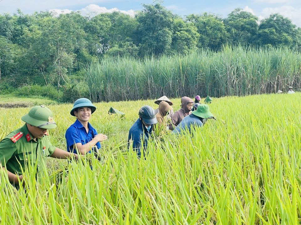 Trắng đêm thu hoạch lúa chạy bão số 11 - Ảnh 7.
