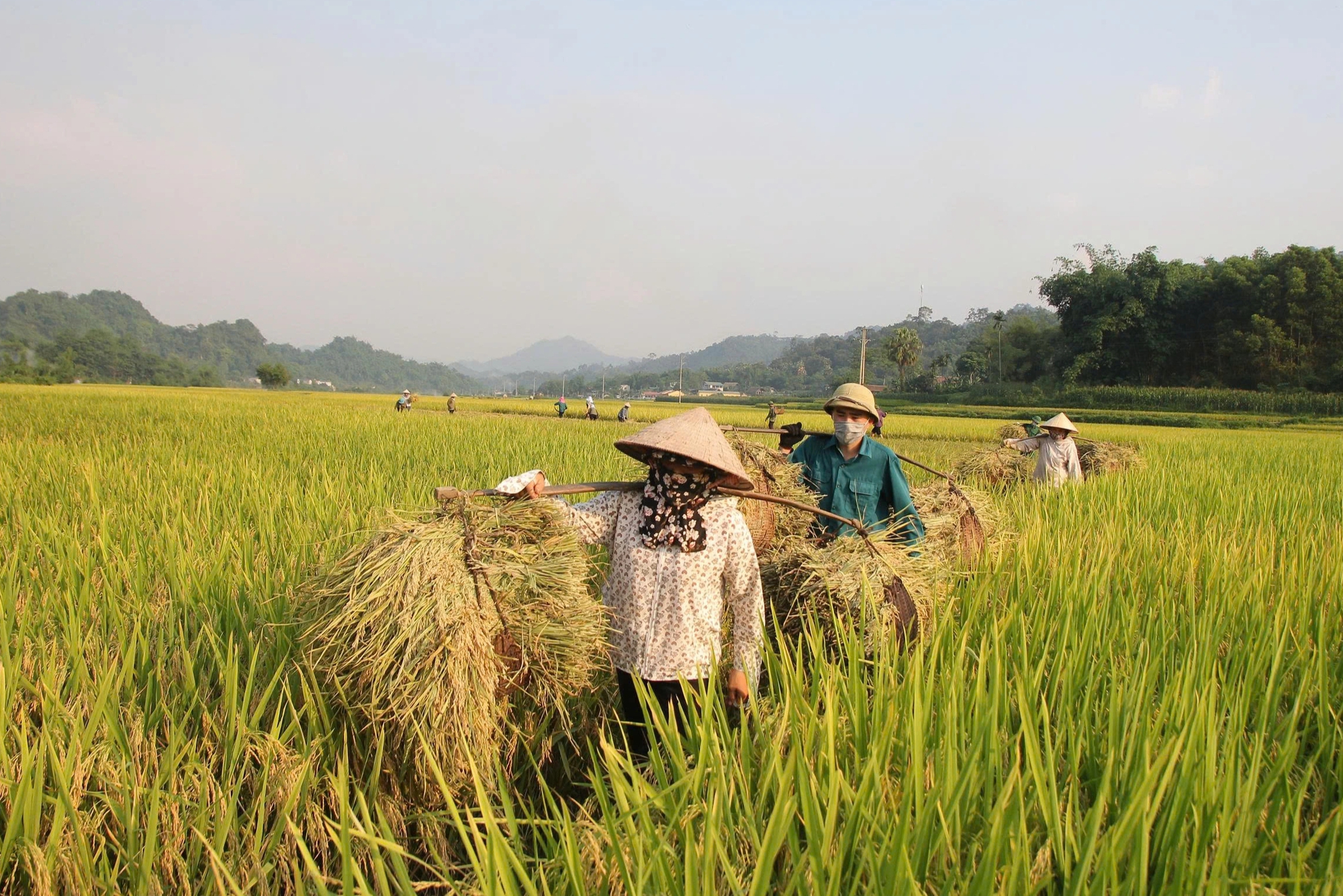 Trắng đêm thu hoạch lúa chạy bão số 11 - Ảnh 3.