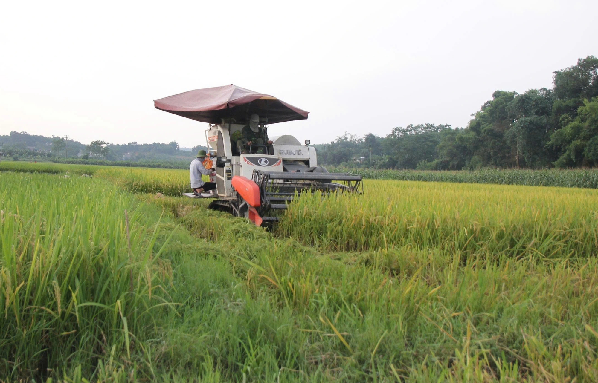 Trắng đêm thu hoạch lúa chạy bão số 11 - Ảnh 4.