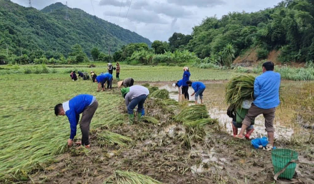 Thanh niên Sơn La chung tay giúp dân khắc phục hậu quả sau bão số 10 - Ảnh 6.