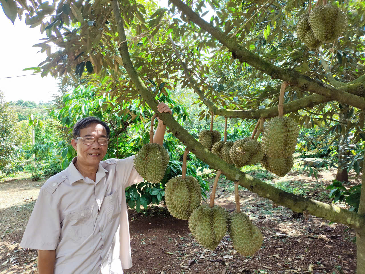 Đại nông trại sầu r…