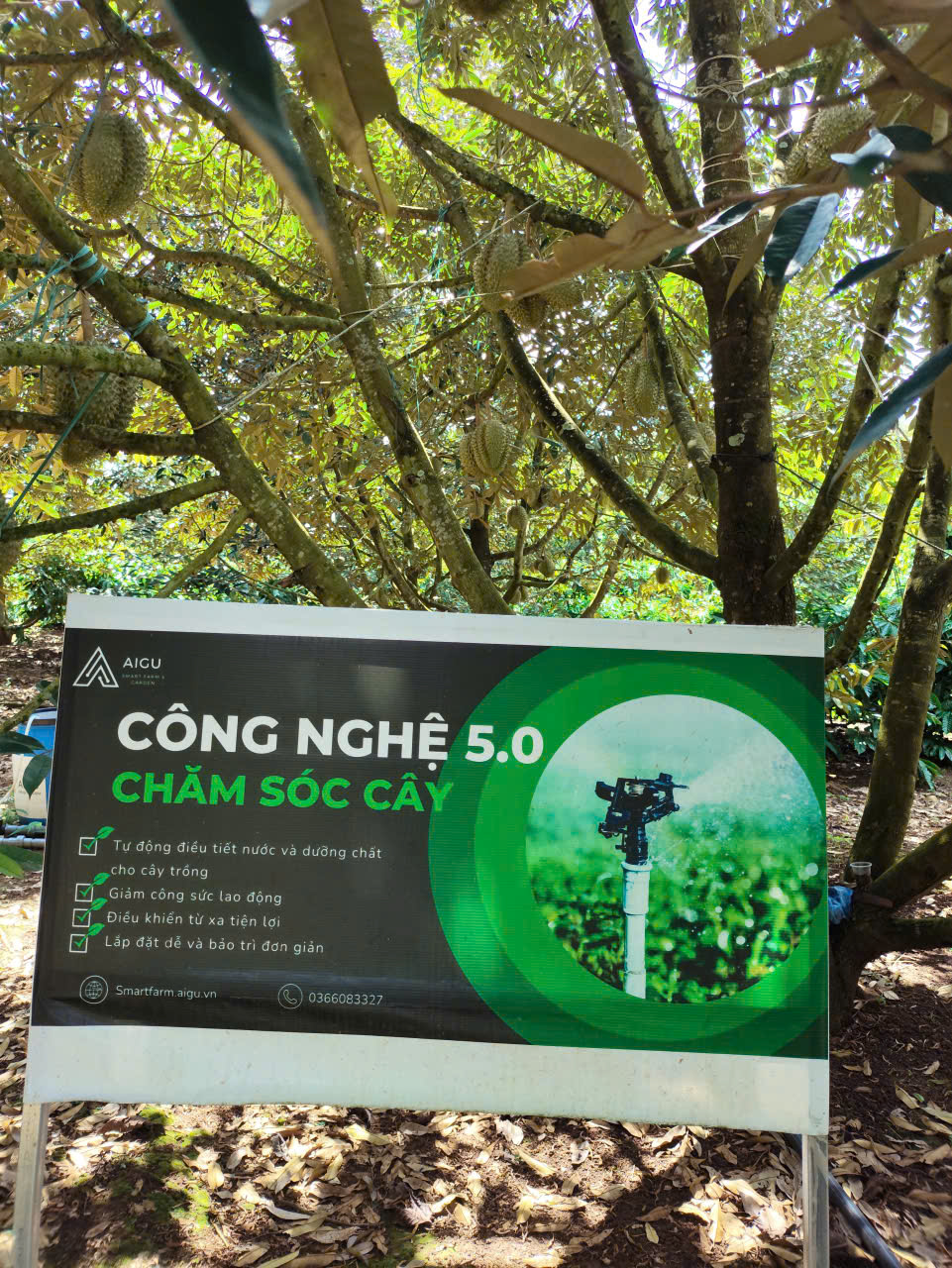 Đại nông trại sầu riêng Krông Pắc áp dụng công nghệ hiện đại trong sản xuất - Ảnh 3.