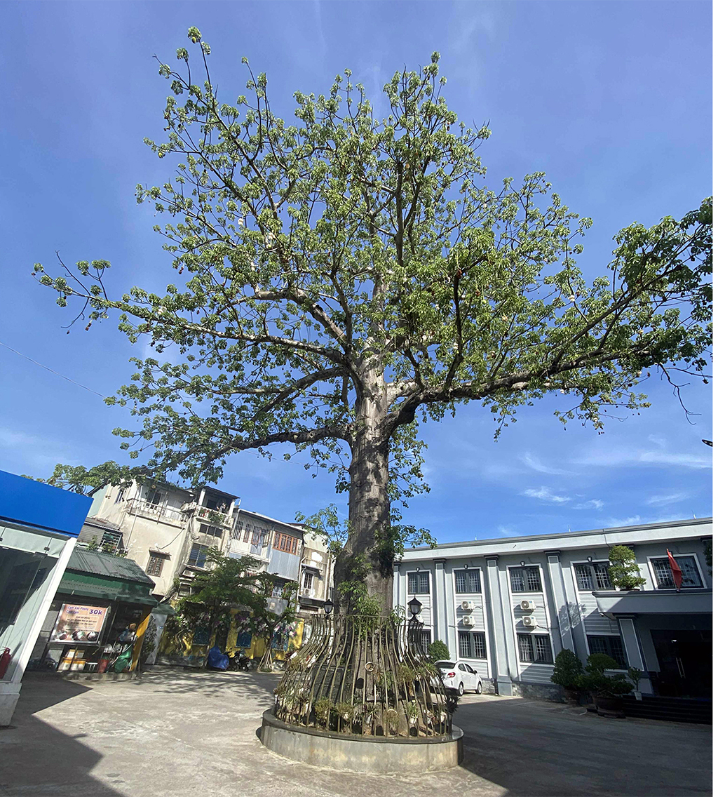 Cây bao báp khổng lồ và bàng vuông Trường Sa giữa lòng TP . HCM - Ảnh 4.