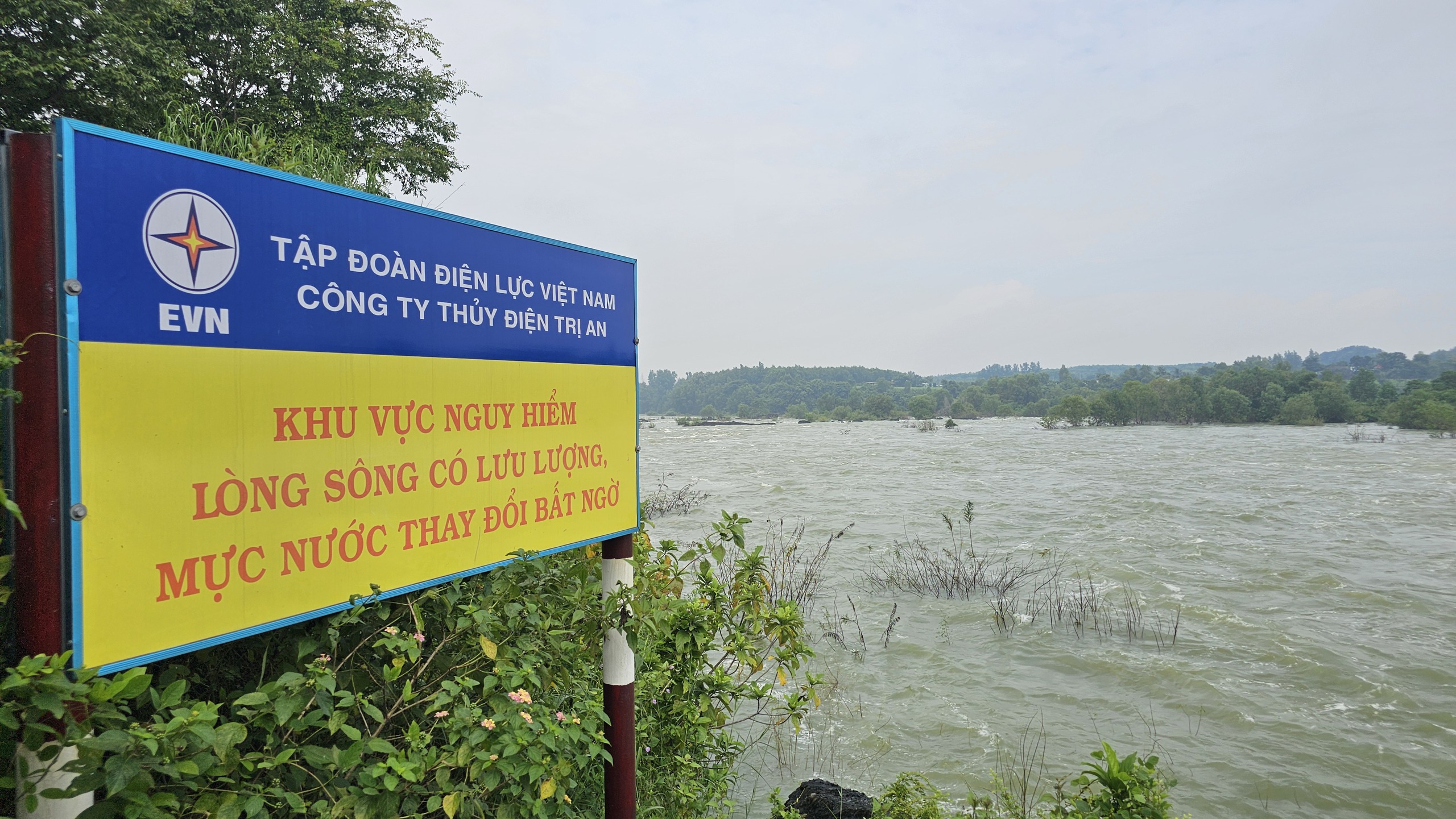 Cá 'ngửi' mùi nước khi thủy điện Trị An xả lũ, nhiều người mạo hiểm đi bắt - Ảnh 7.