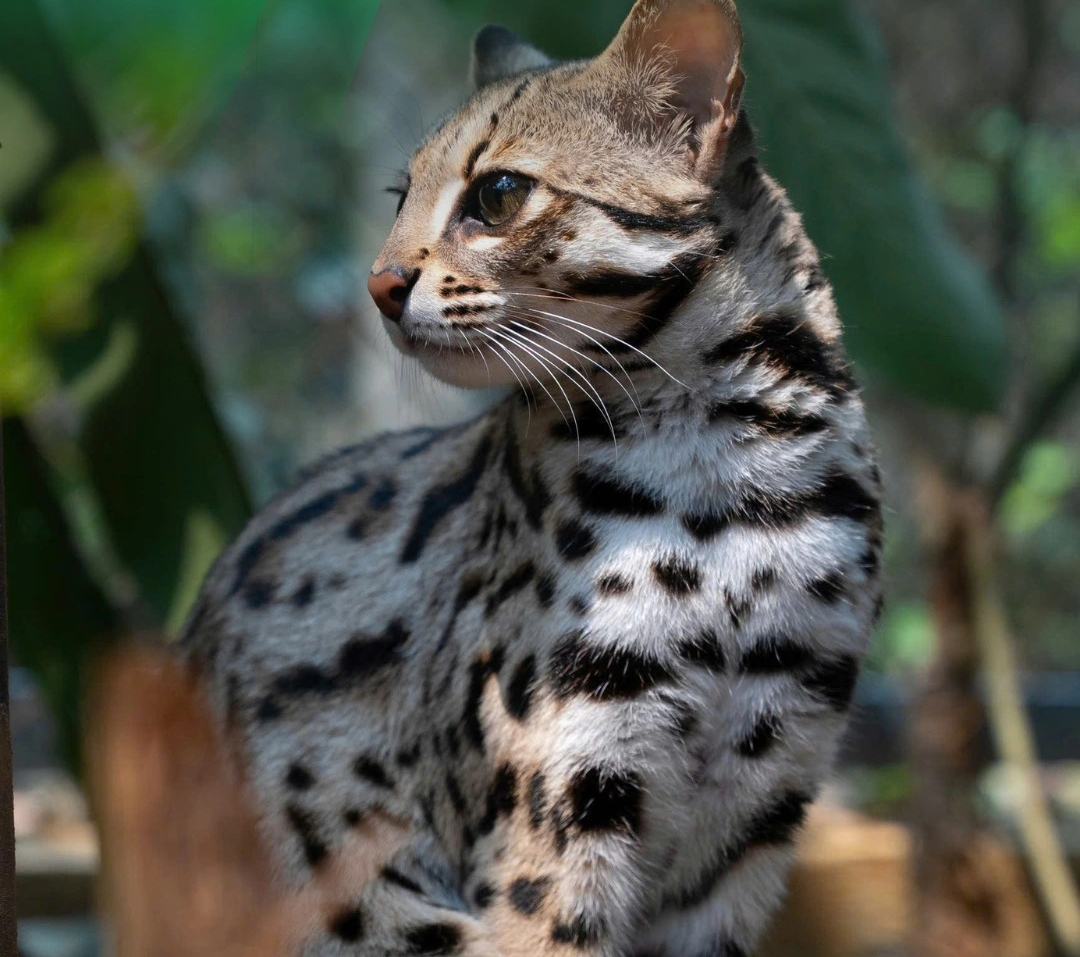 Cận cảnh m&egrave;o rừng, lo&agrave;i đang bị đe dọa v&agrave; được bảo vệ ở Việt Nam   - Ảnh 2.