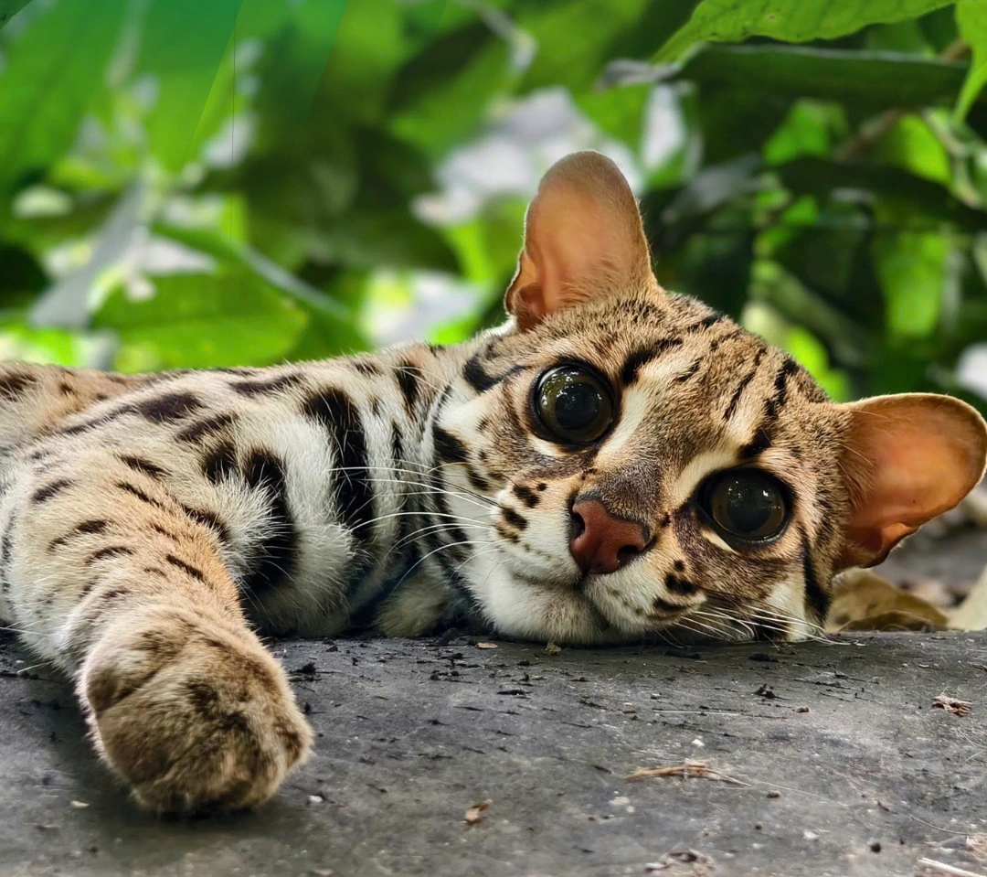 Cận cảnh m&egrave;o rừng, lo&agrave;i đang bị đe dọa v&agrave; được bảo vệ ở Việt Nam   - Ảnh 1.