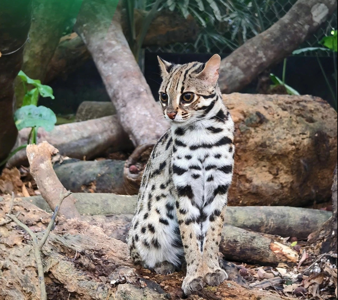 Cận cảnh m&egrave;o rừng, lo&agrave;i đang bị đe dọa v&agrave; được bảo vệ ở Việt Nam   - Ảnh 4.