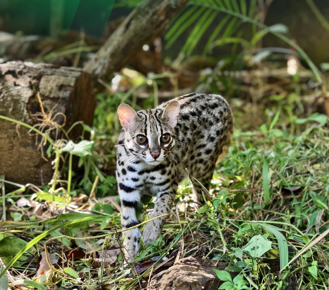 Cận cảnh m&egrave;o rừng, lo&agrave;i đang bị đe dọa v&agrave; được bảo vệ ở Việt Nam   - Ảnh 5.