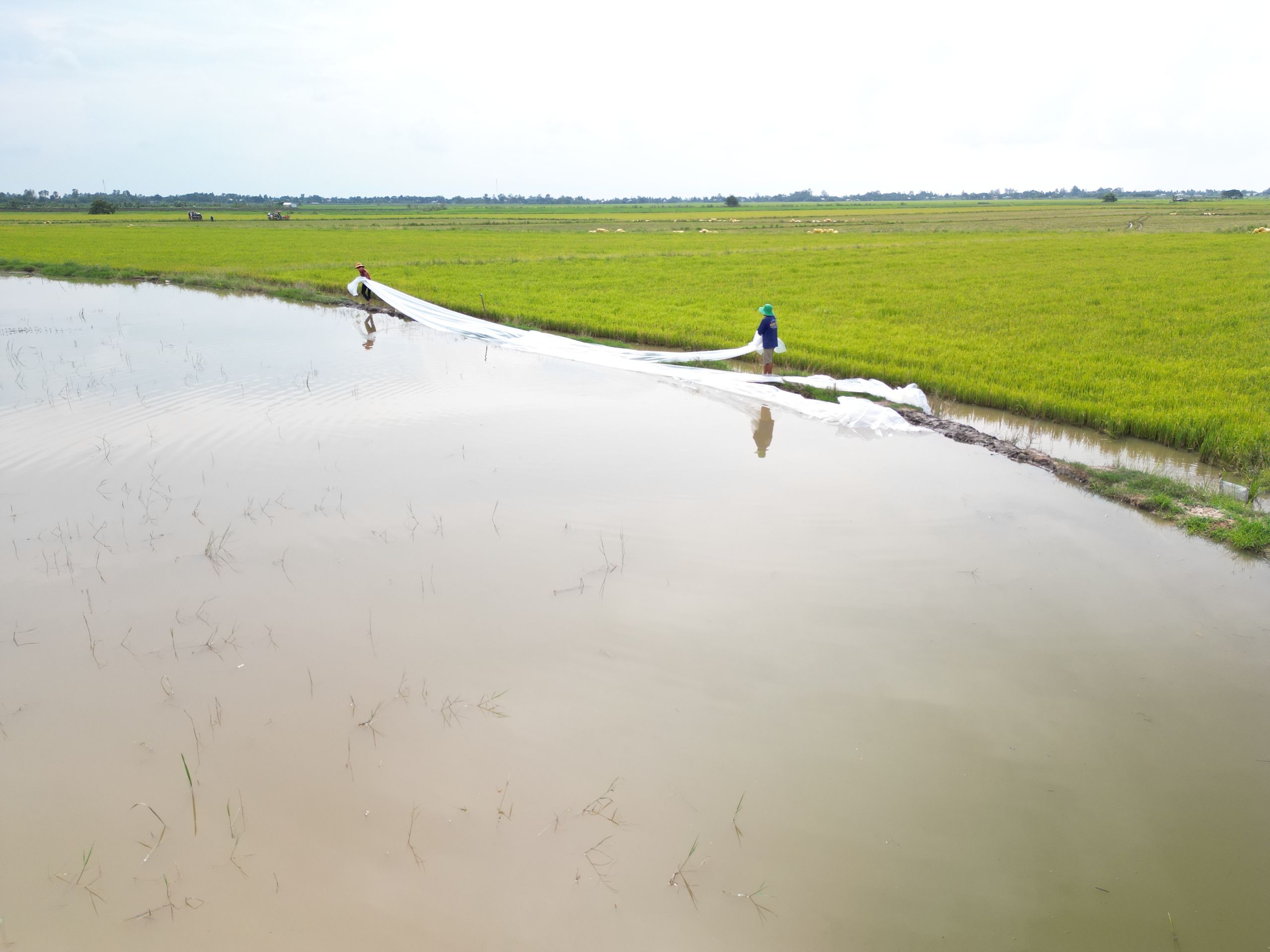 Tây Ninh: Hơn 4.000 ha lúa có nguy cơ bị ngập lũ- Ảnh 1.