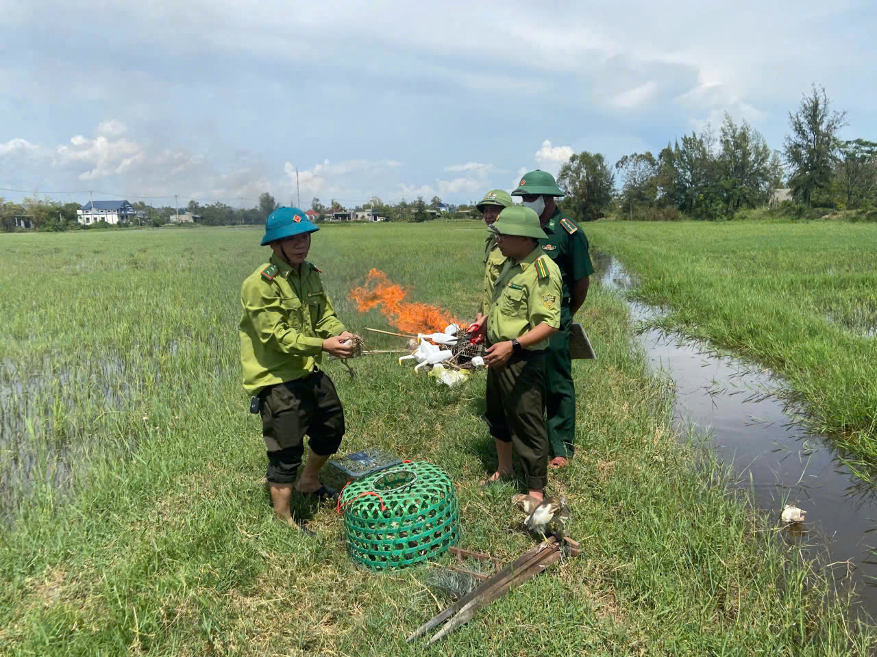 Hàng ngàn que tre dính keo bẫy chim trời giữa đồng Hoàn Lão- Ảnh 1.