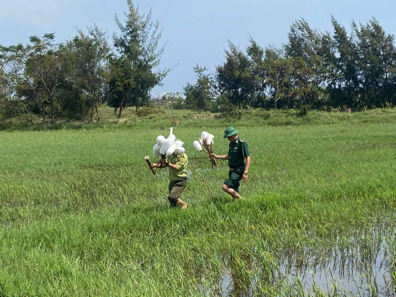 Hàng ngàn que tre dính keo bẫy chim trời giữa đồng Hoàn Lão- Ảnh 2.